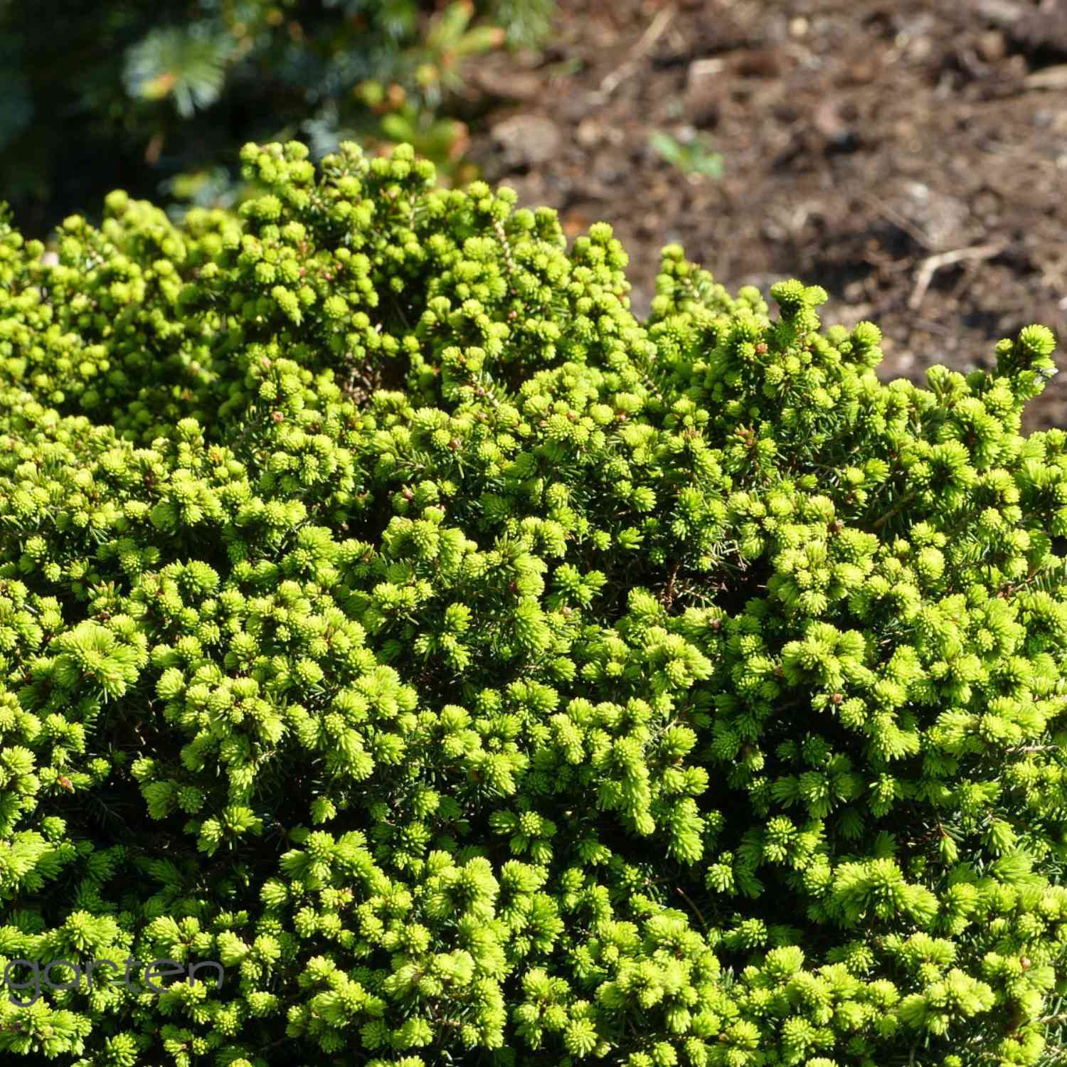 Kissen-Fichte 'Little Gem'