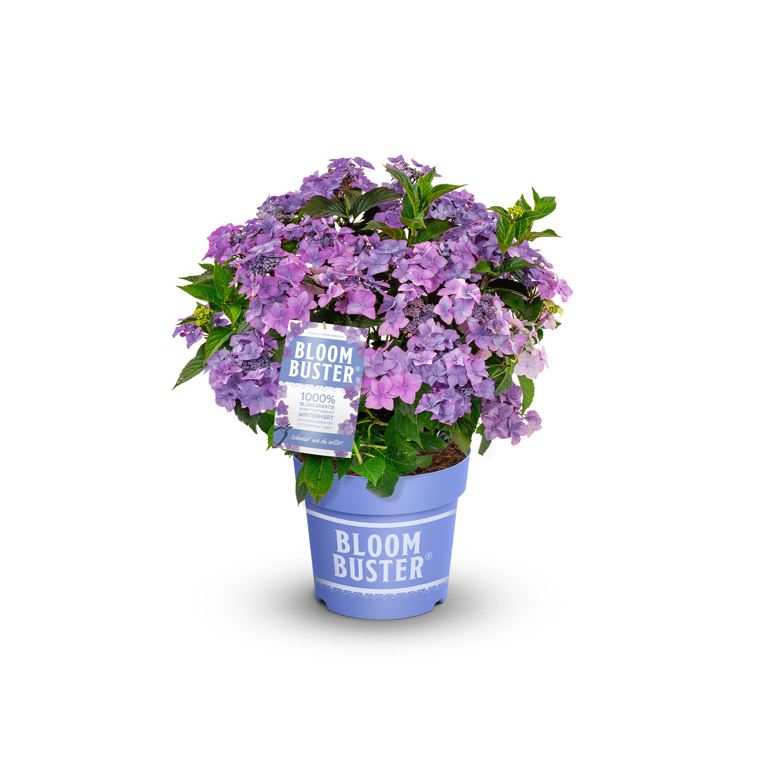 Kategorie <b>Blütensträucher und Ziergehölze </b> - Hortensie 'Bloombuster® Blau' Liefergröße: 30 - 40 cm - Hydrangea hybrid 'Bloombuster' Blue