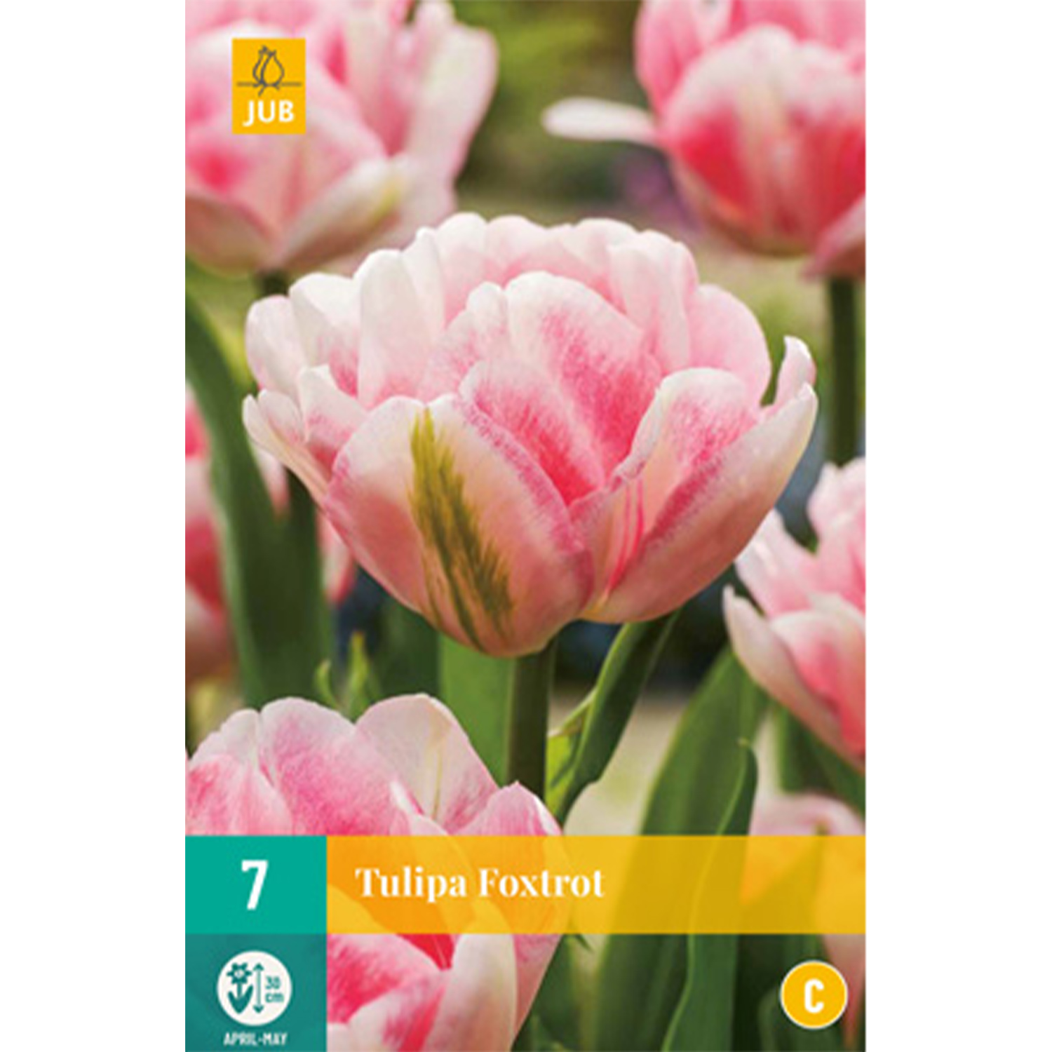 Gefüllte frühe Tulpe 'Foxtrot' - 7 Stück Liefergröße: Zwiebelgröße 11/12