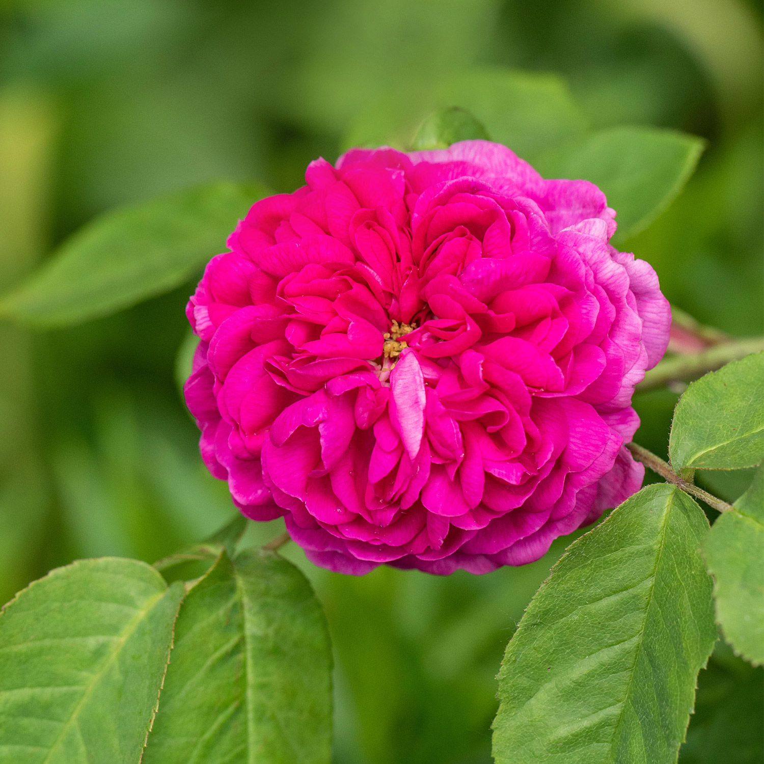 Historische Strauchrose 'Rose de Resht®', Wurzelnackte Pflanze, A-Qualität, 3 starke Triebe Liefergröße: mind. 3 starke Triebe