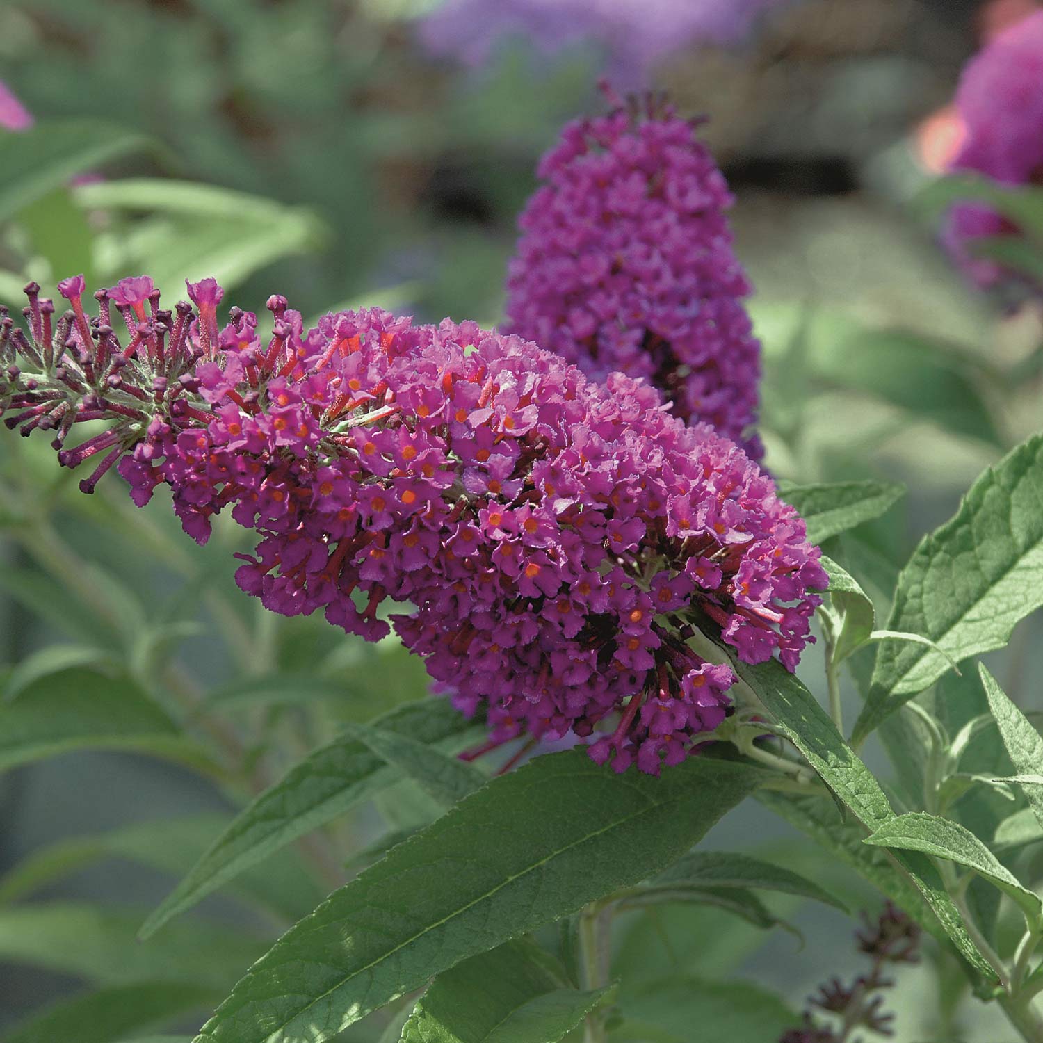 Zwerg-Schmetterlingsflieder 'Buzz® Magenta' Zwerg-Schmetterlingsflieder 'Buzz® Magenta'