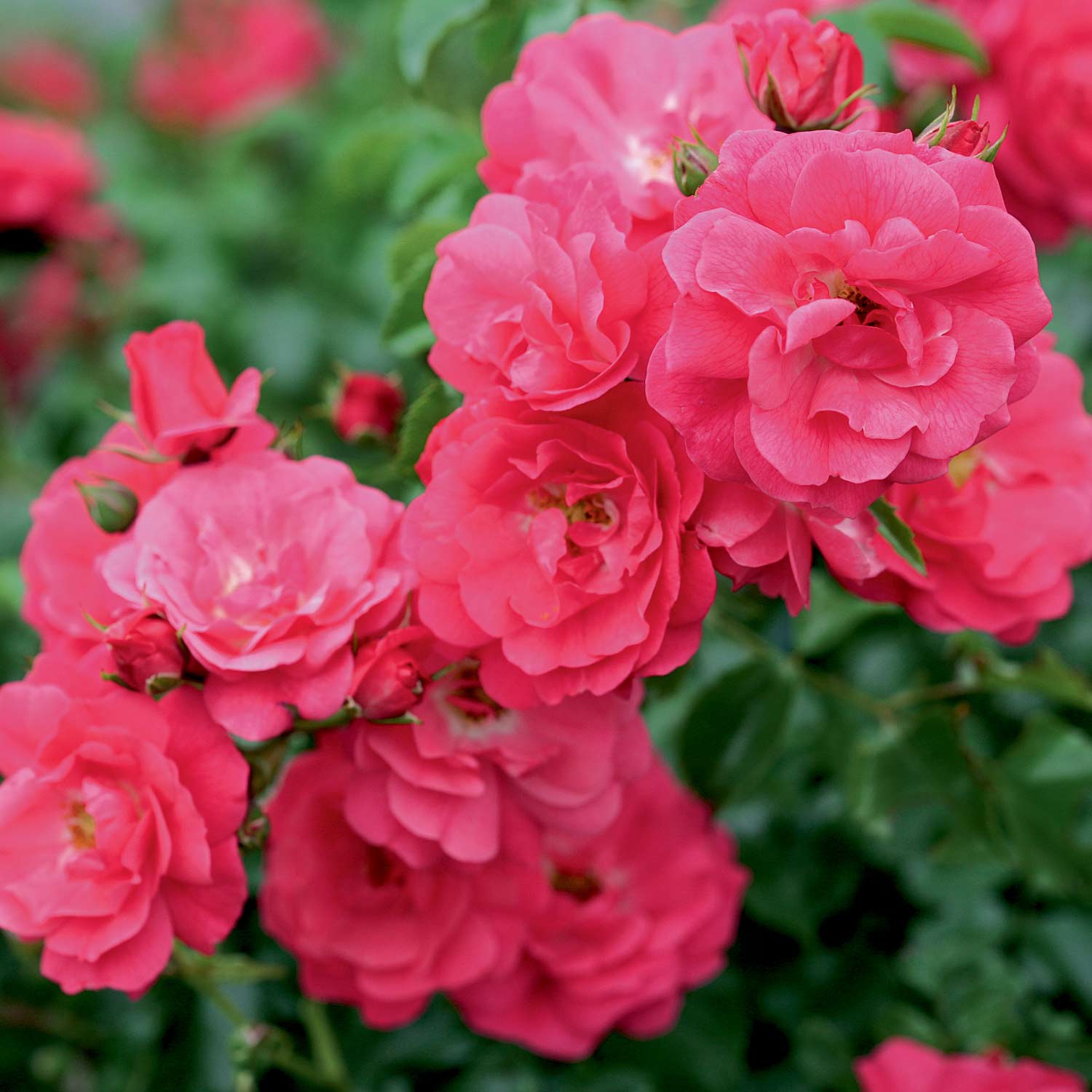 Bodendeckerrose 'Flower Carpet® Heidetraum®' - ADR-Rose, 3 - 5 Liter, 3 starke Triebe, A-Qualität Liefergröße: 3 starke Triebe, A-Qualität