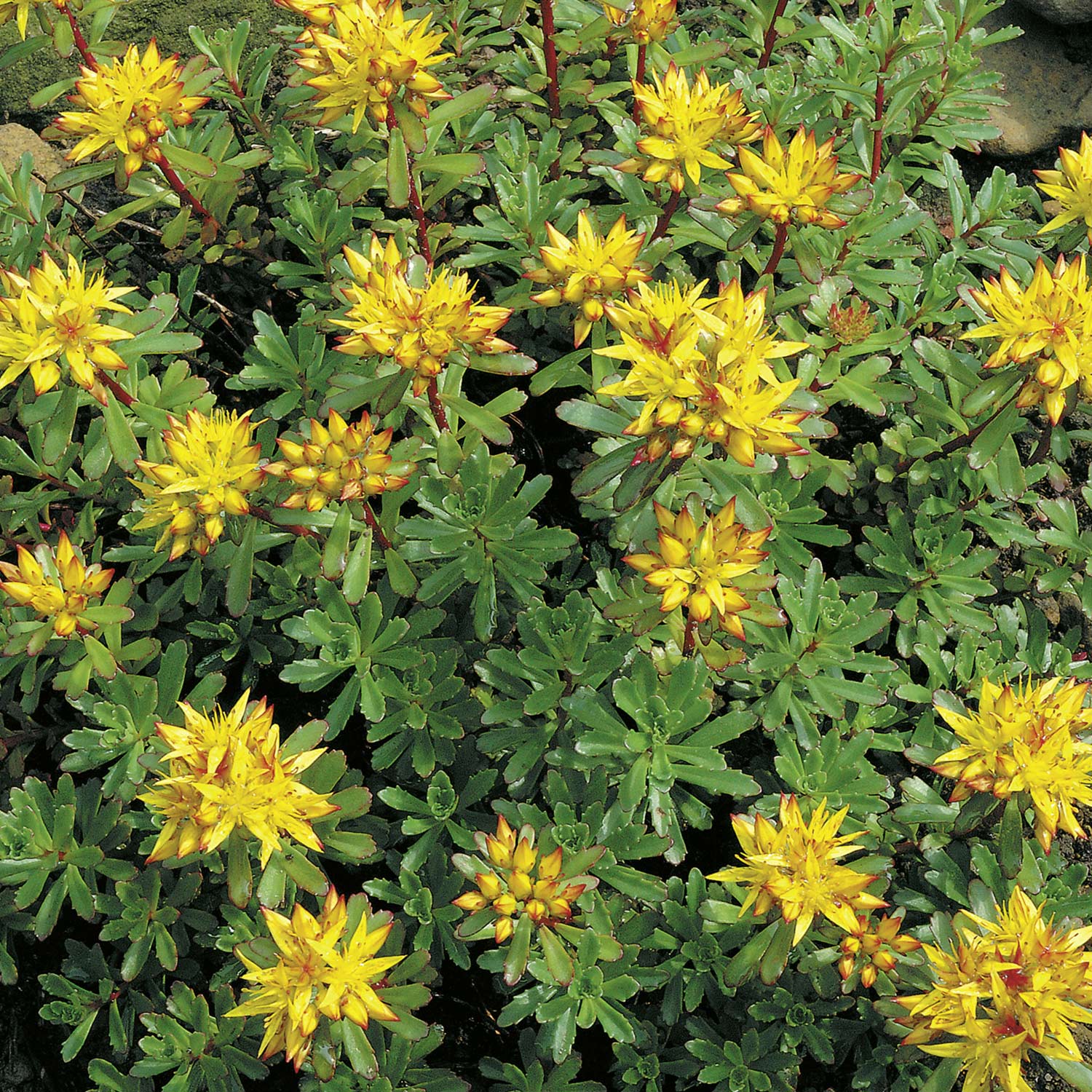 Polster- Fetthenne Immergrünchen Lieferform: Im Topf