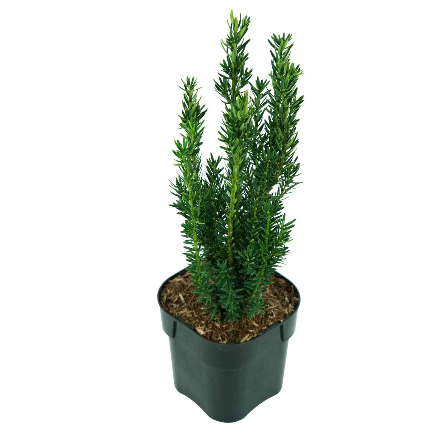 Eibe 'Hillii'