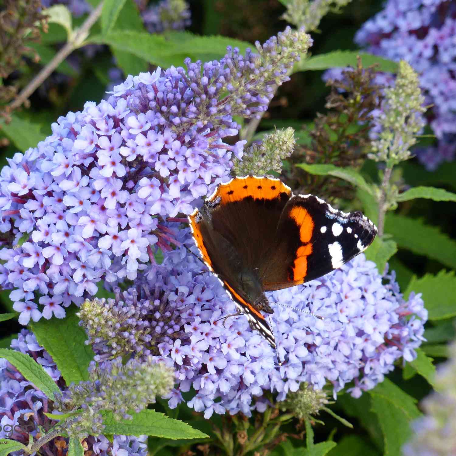 Zwerg-Schmetterlingsflieder 'BUZZ Sky Blue' Lieferform: Im Topf