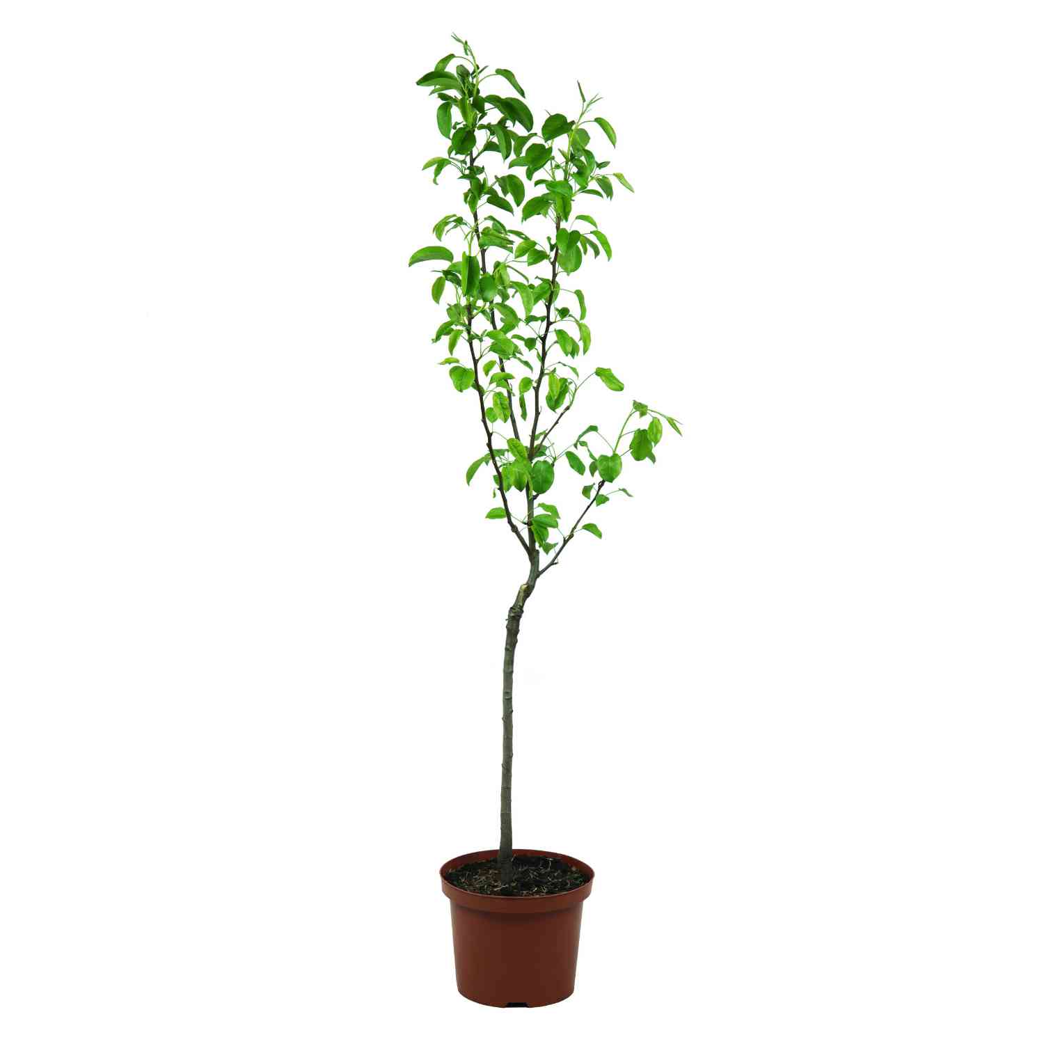 Birne 'Clapps Liebling' - Sommerbirne