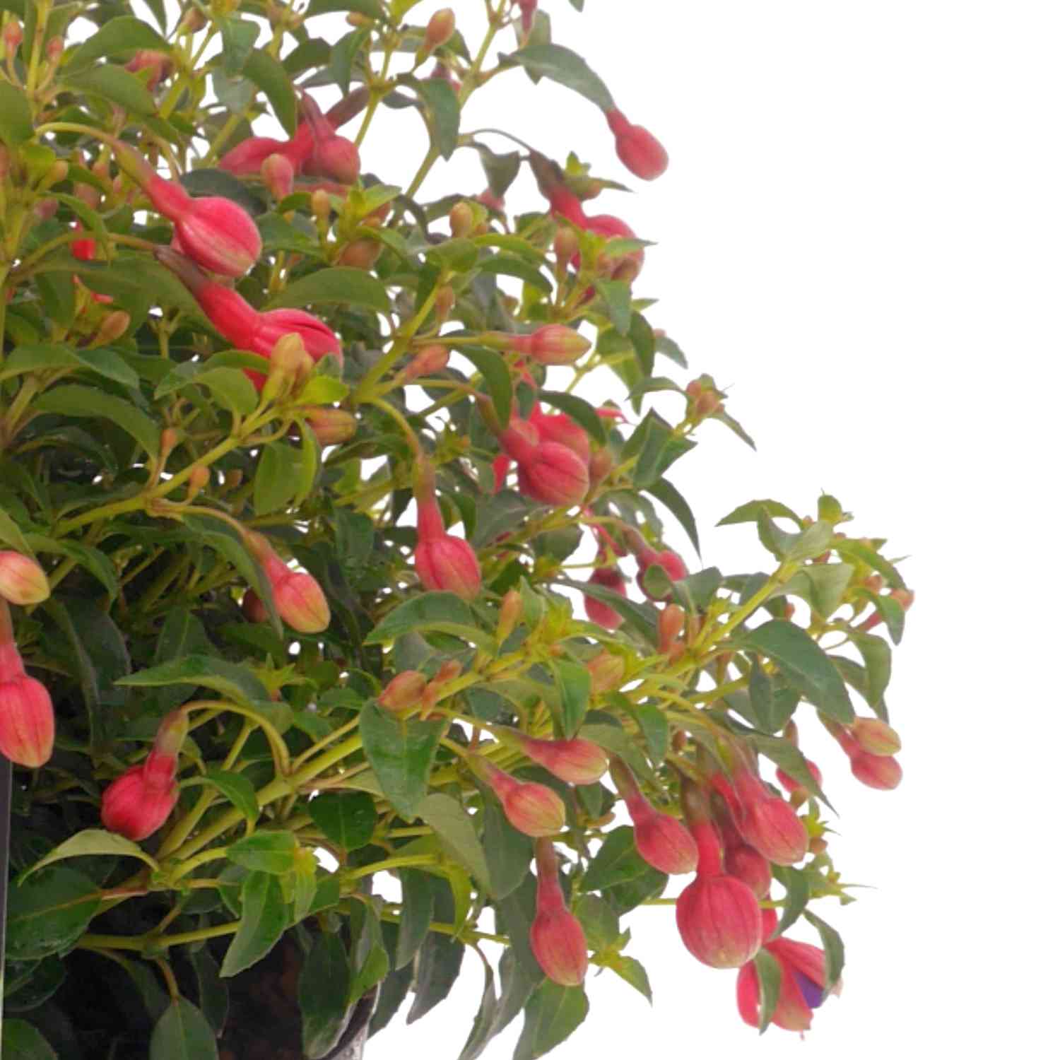 Winterharte Garten-Fuchsie 'Tom Thumb'