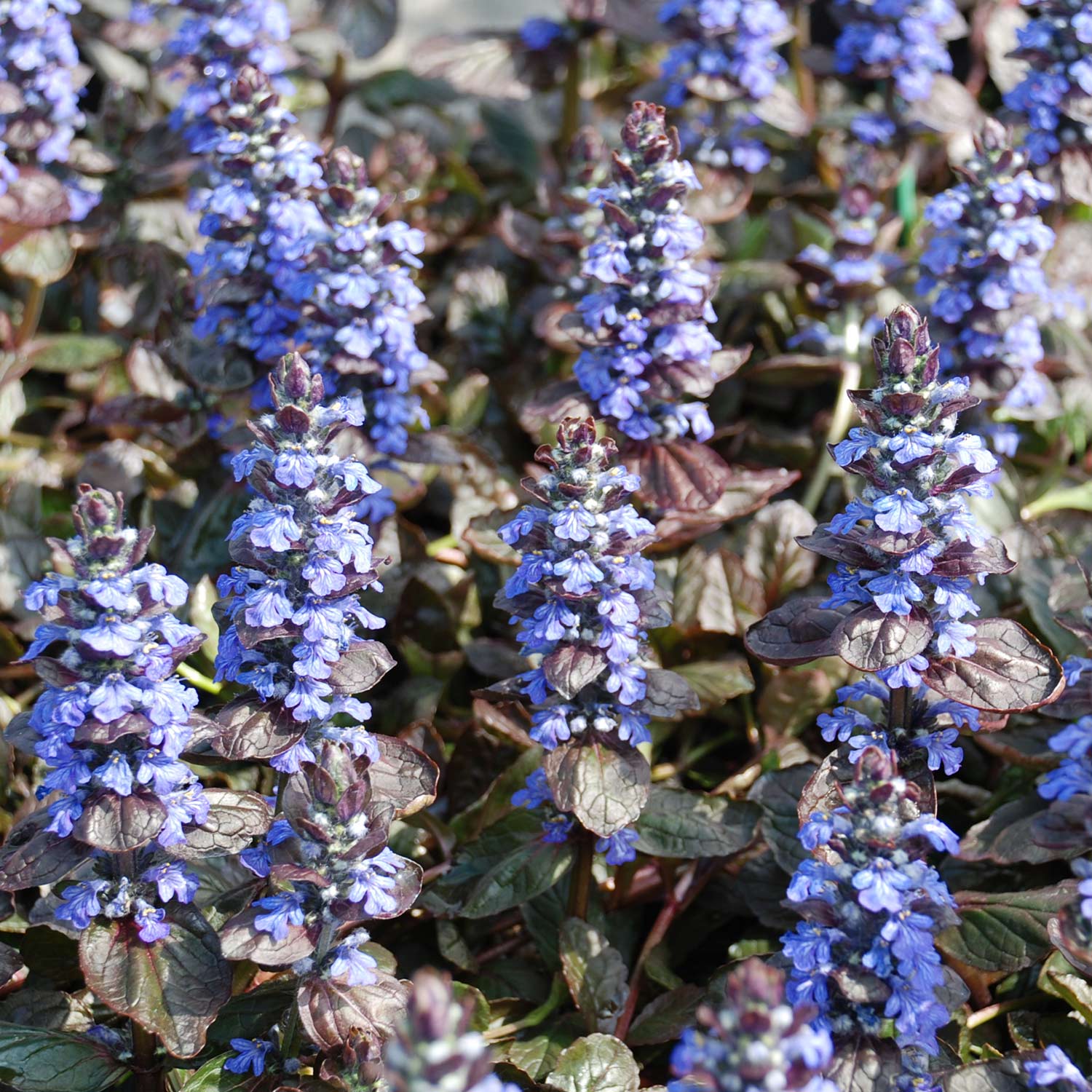 Kriechender Günsel 'Evening Glow' Lieferform: Im 9 cm Topf