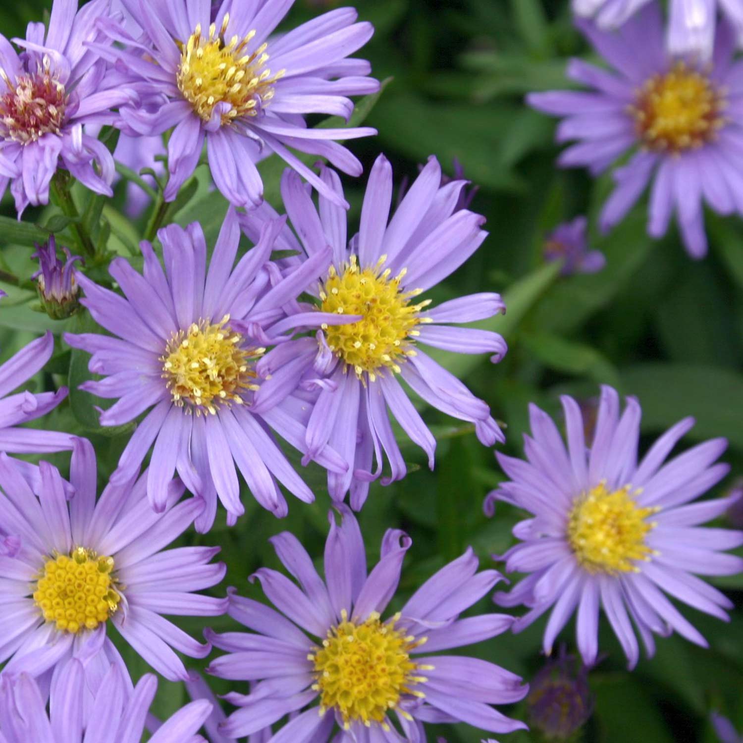 Kissen-Aster 'Blauer Gletscher' Lieferform: Im Topf
