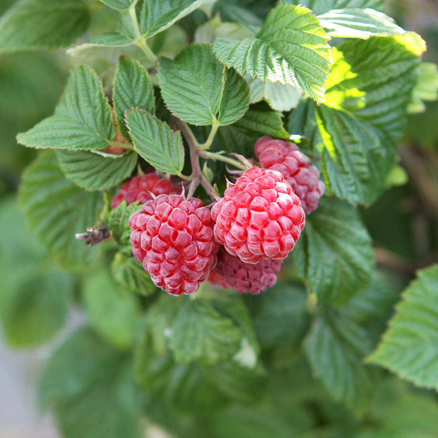 Kategorie <b>Beeren </b> - Dornenlose Sommerhimbeere 'Lowberry® Ruby Best®' Liefergröße: 30 - 40 cm - Rubus ideaeus 'Ruby Best®'