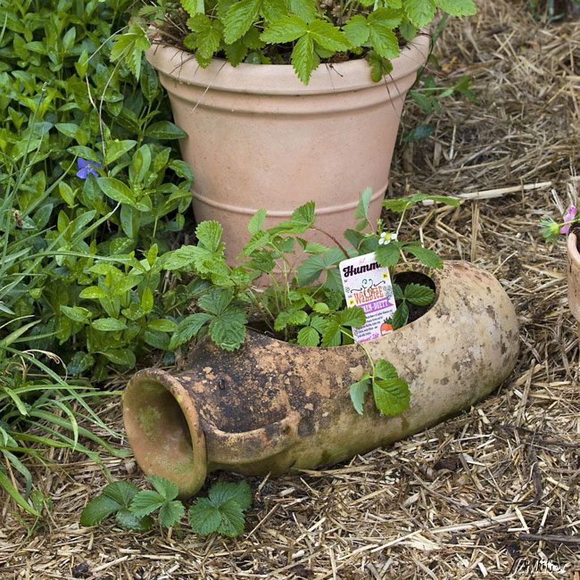 Erdbeere 'HUMMI® Waldfee' - Die Walderdbeere 3 Stück Lieferform: 3 Pflanzen