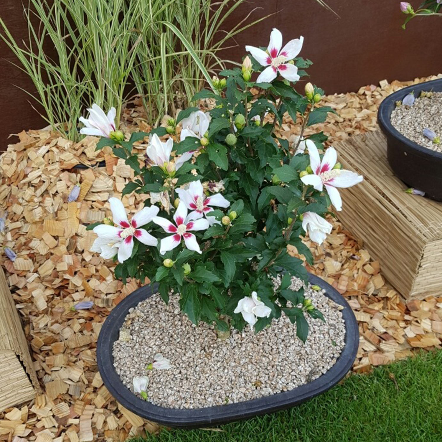 Zwerg-Hibiscus 'Little Legends White®'