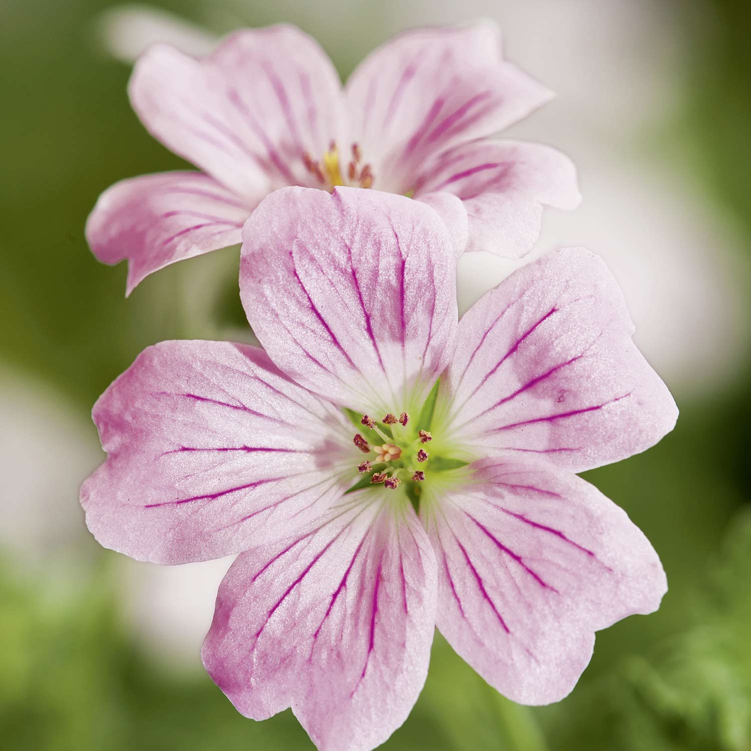 Storchschnabel 'Dreamland' Lieferform: Im 1 Liter Topf