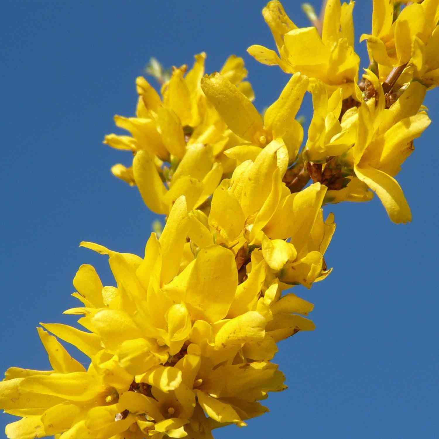 Forsythie 'Mikador'®