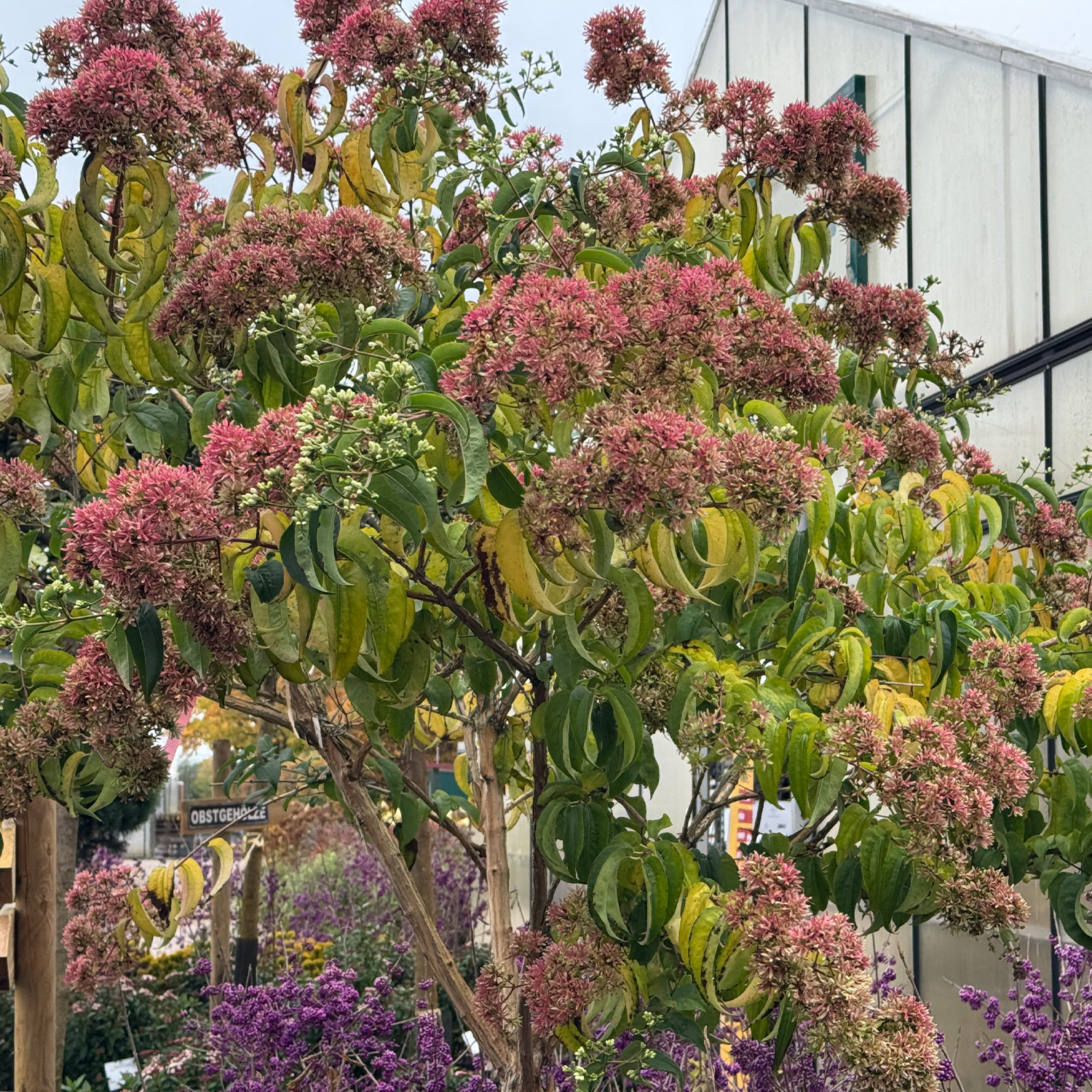Sieben-Söhne-des-Himmels-Blume 'Temple of Bloom®'