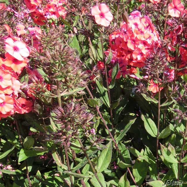 Edelphlox 'Adessa Orange'