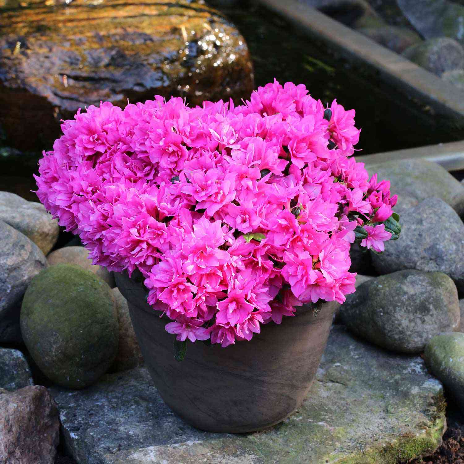 Japanische Azalee 'Melina'