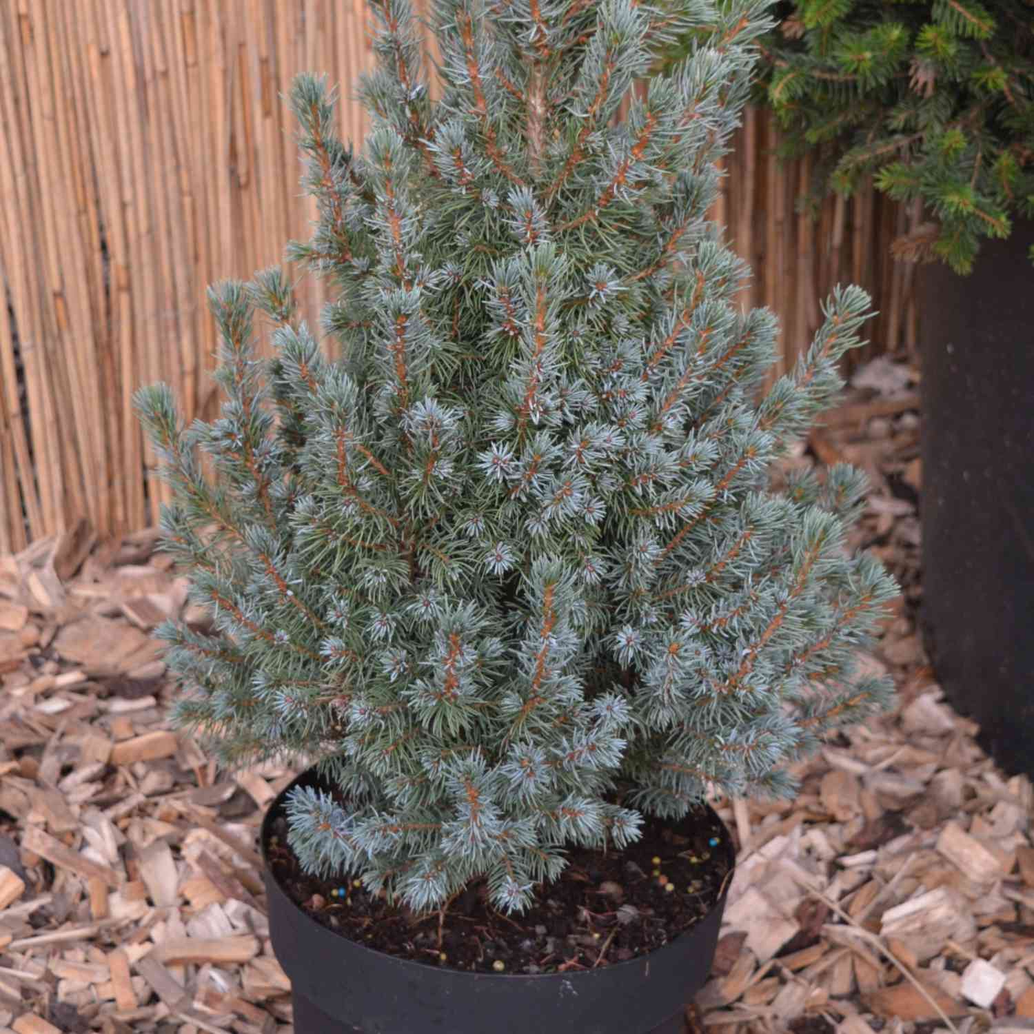 Zuckerhutfichte 'Sander's Blue'