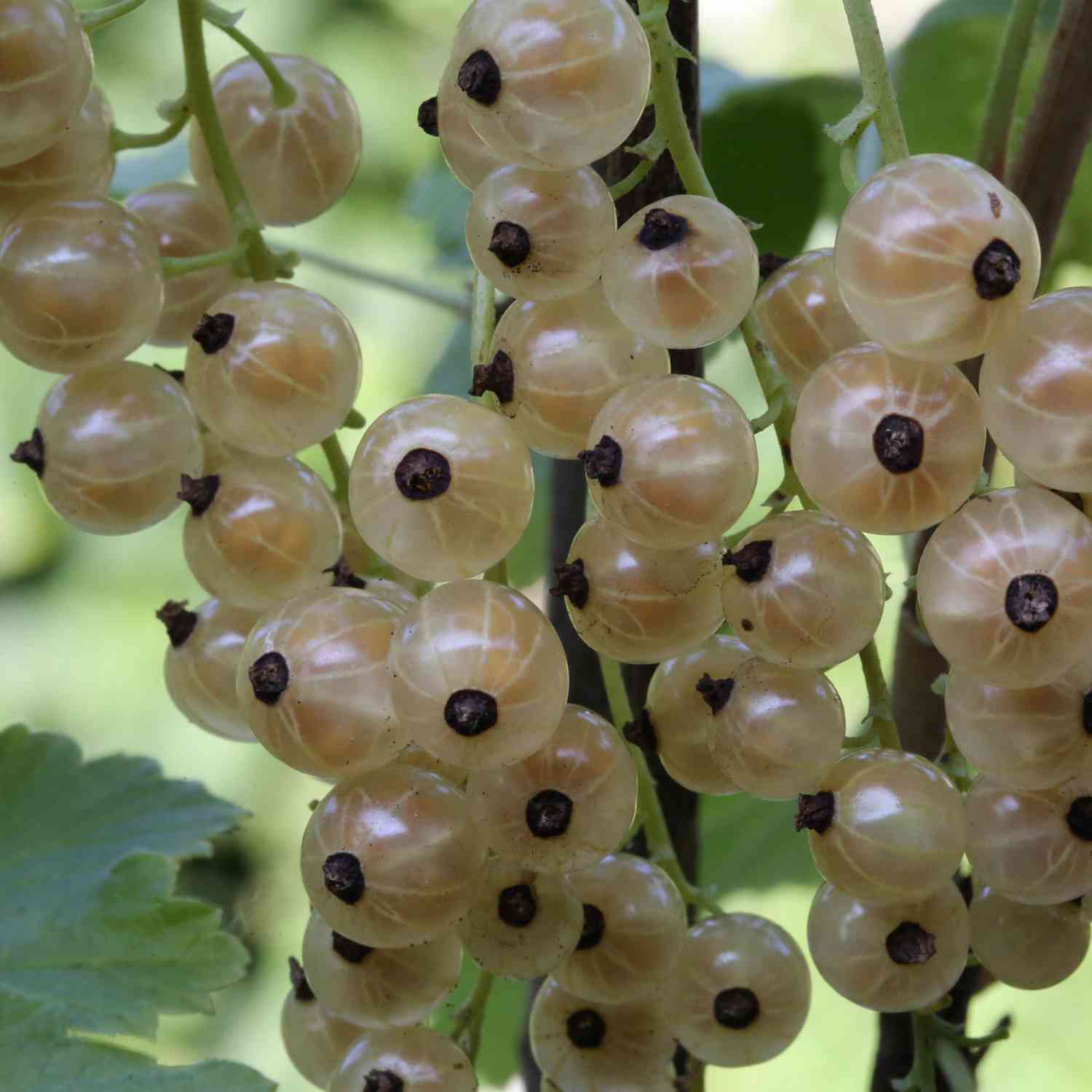Weiße Johannisbeere 'Blanka' Weiße Johannisbeere 'Blanka'