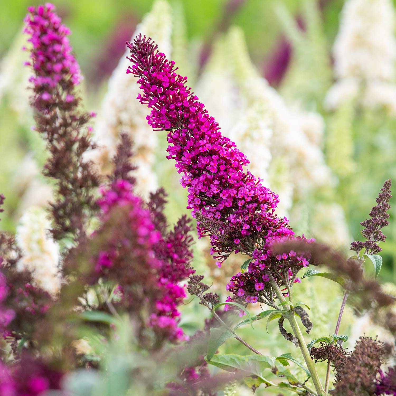 Zwerg-Schmetterlingsflieder 'Buzz® Magenta' Zwerg-Schmetterlingsflieder 'Buzz® Magenta'