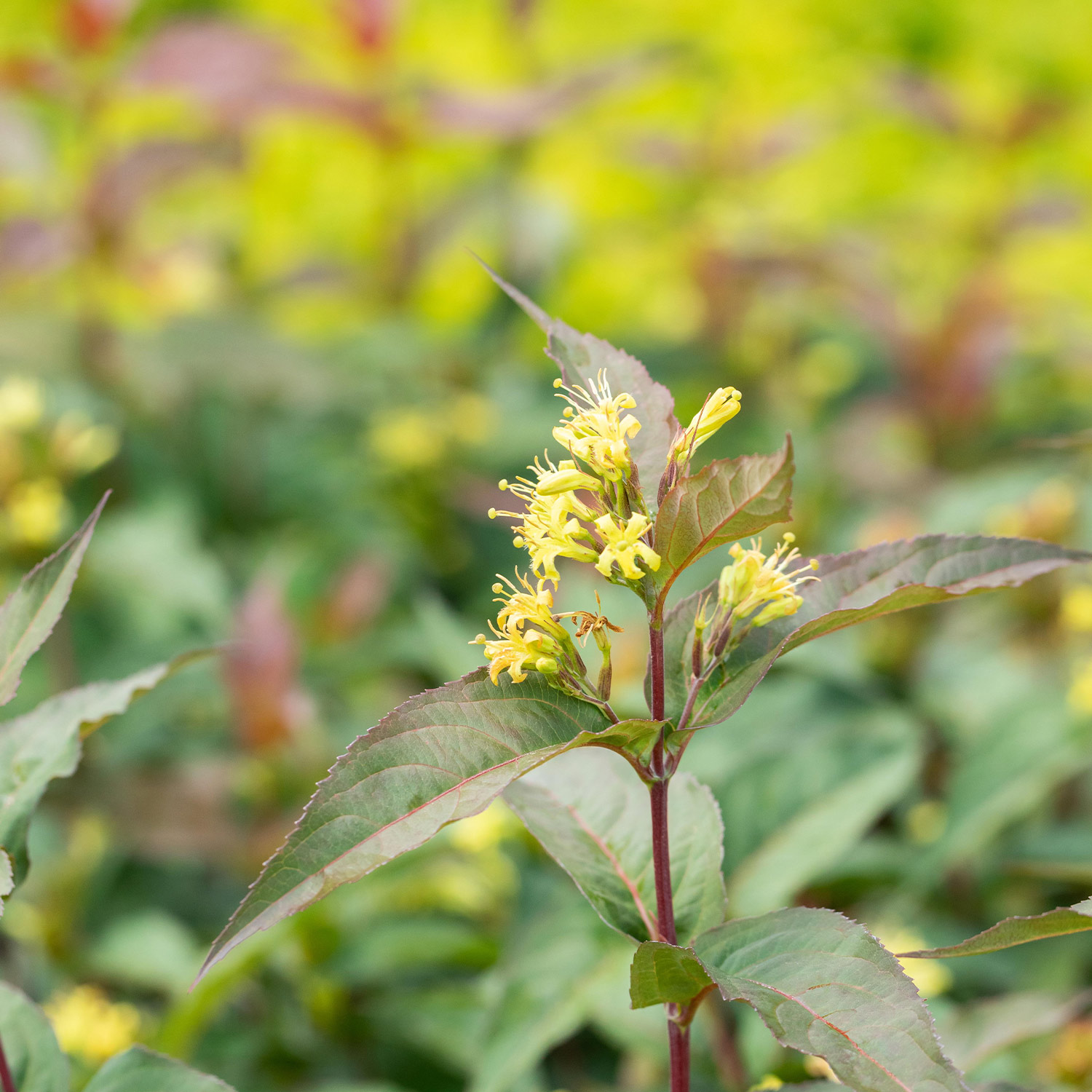 Amerikanische Weigelie Proven Winners® 'Kodiak® Red'