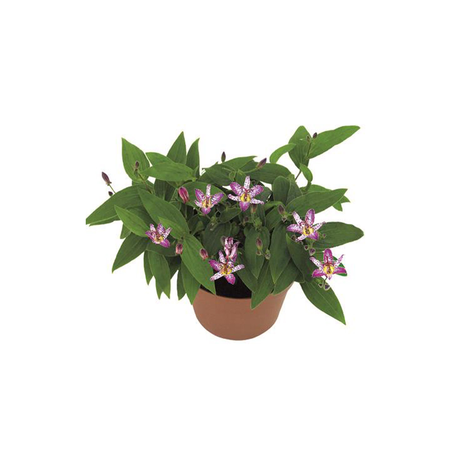 Krötenlilie 'Pink Freckles'