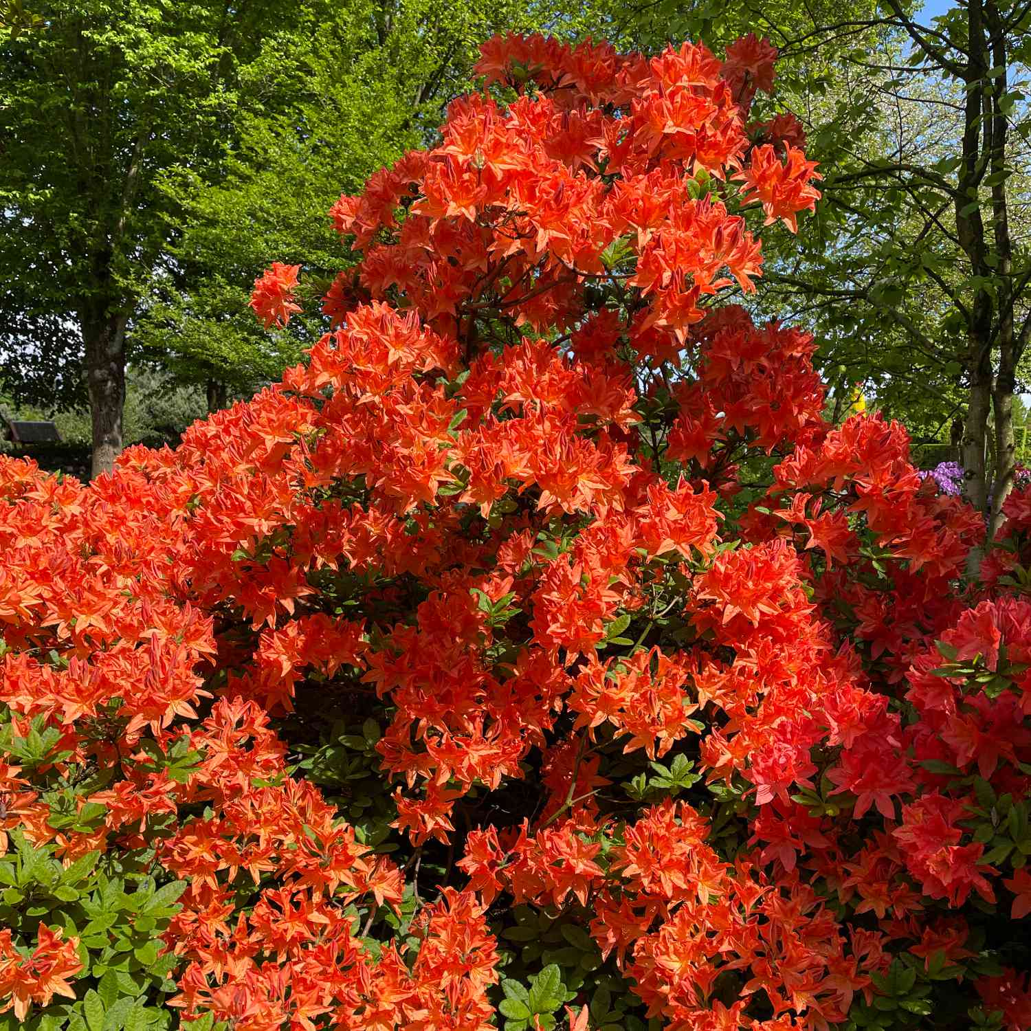 Duftazalee 'Gibraltar'