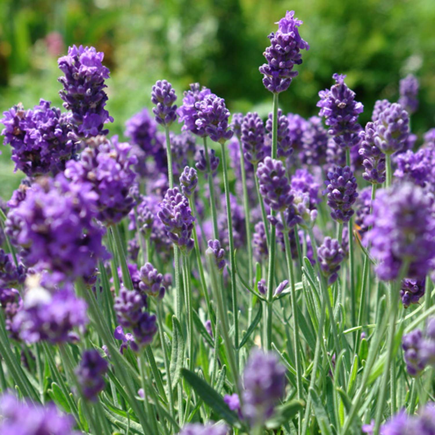 Kategorie <b>Produkt nicht gewünscht </b> - Lavendel 'Hidcote Blue' 3 Stück 9 cm Topf Lieferform: Im 9 cm Topf - Lavandula angustifolia 'Hidcote Blue'