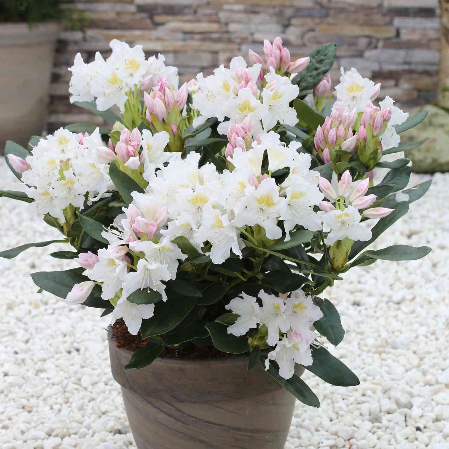 Rhododendron Hybride 'Cunninghams White'