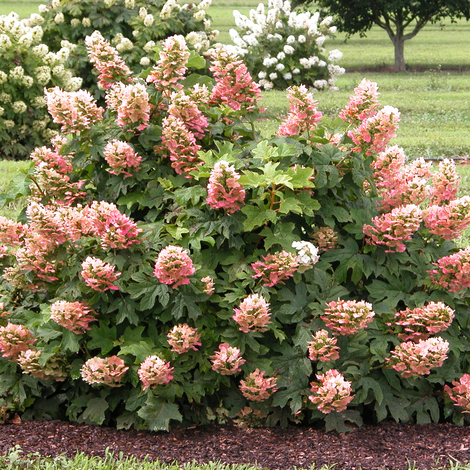 Eichenblättrige Hortensie 'Ruby Slippers'