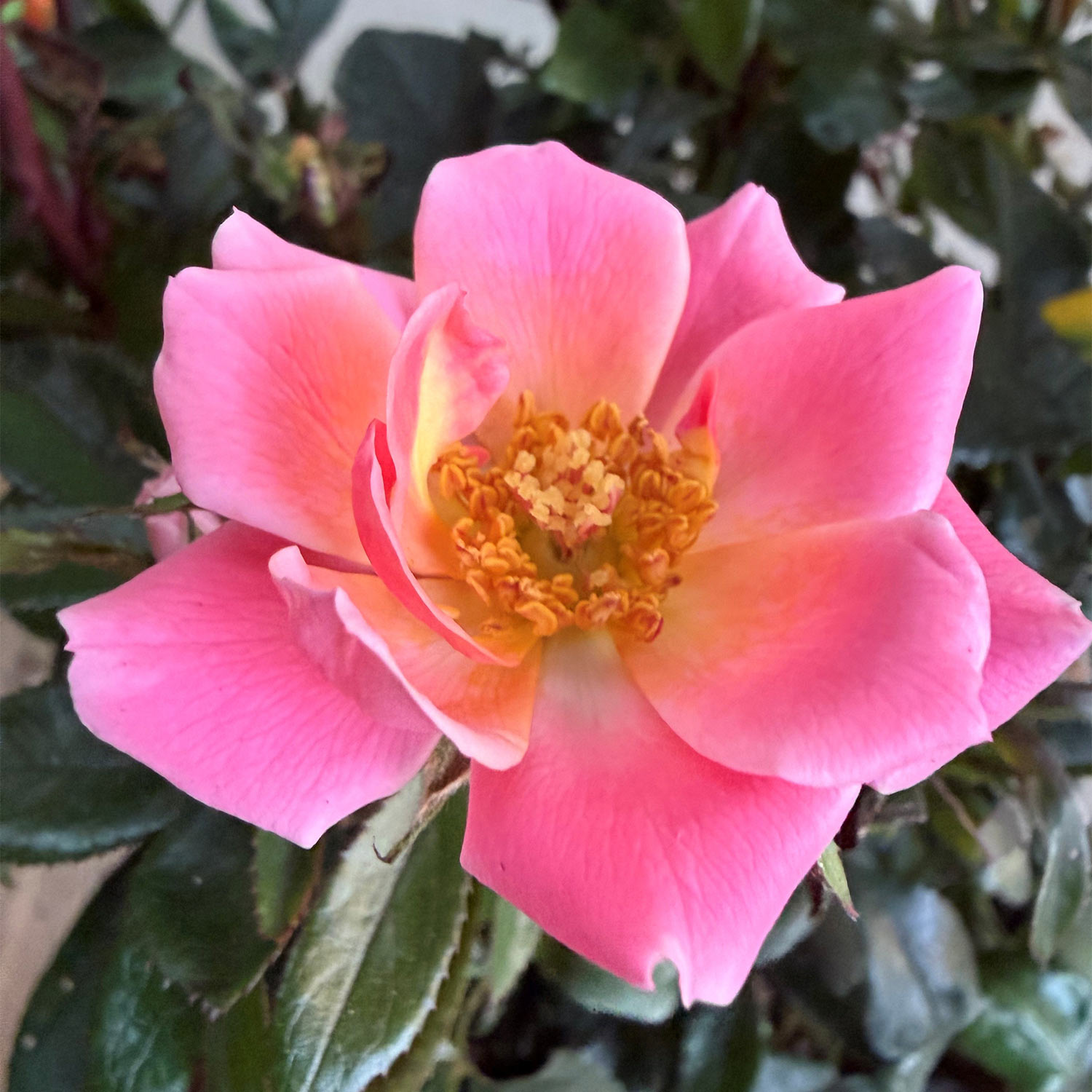 Topf-Rose 'Zepeti® Pink Glow'