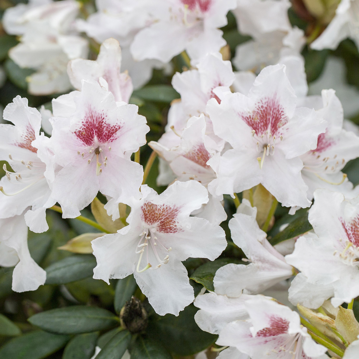 Rhododendron 'Schneeauge'