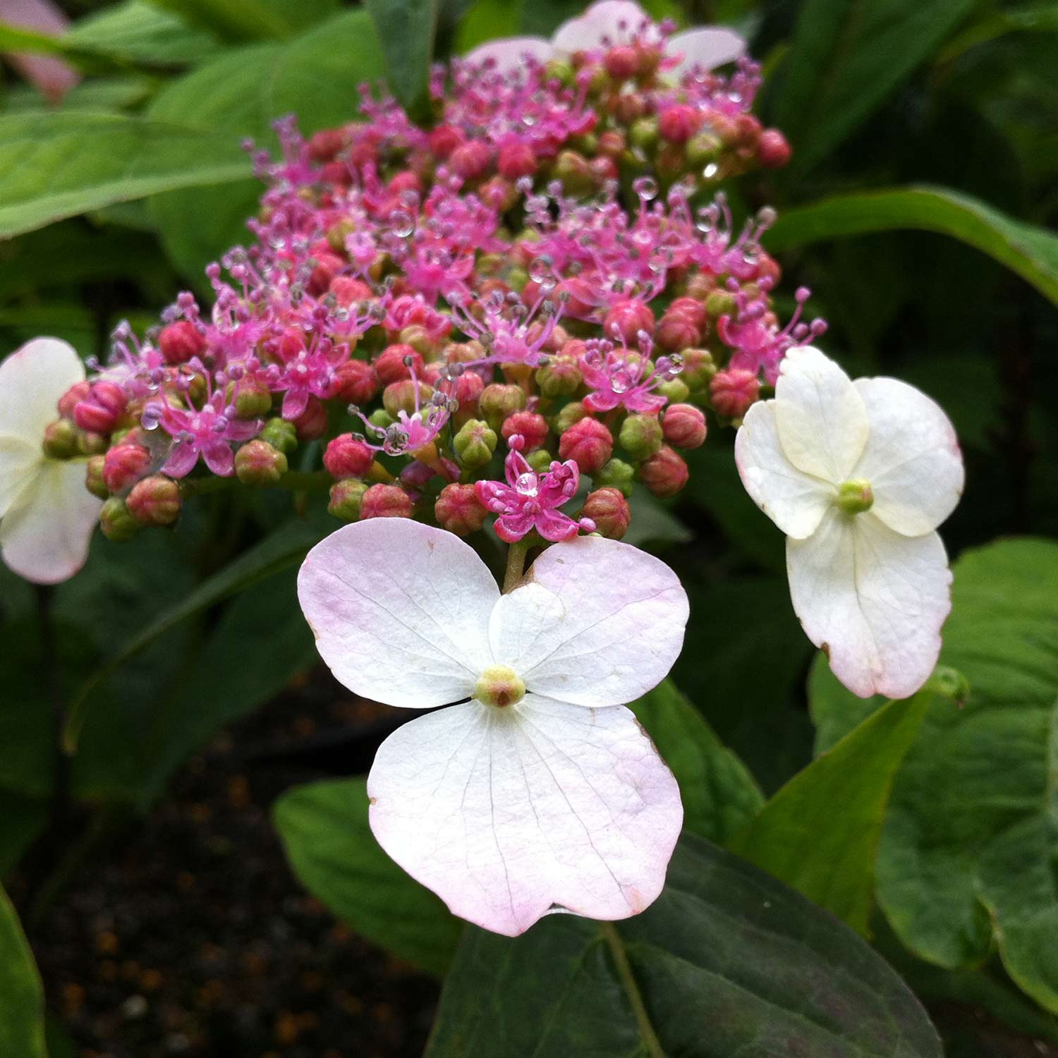 Japanische Teehortensie 'Oamacha' Liefergröße: 30 - 40 cm