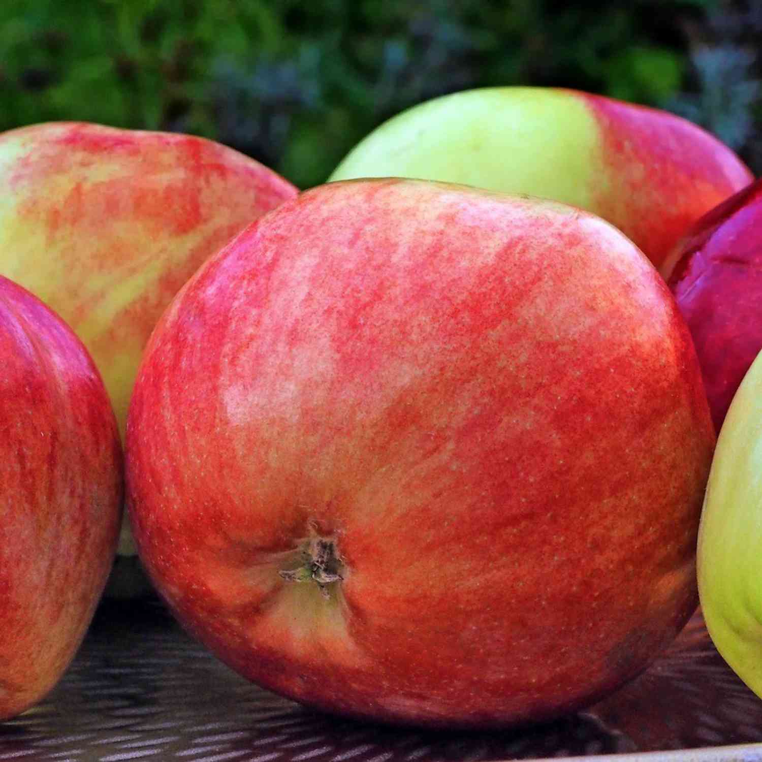 Apfel 'Roter Gravensteiner'