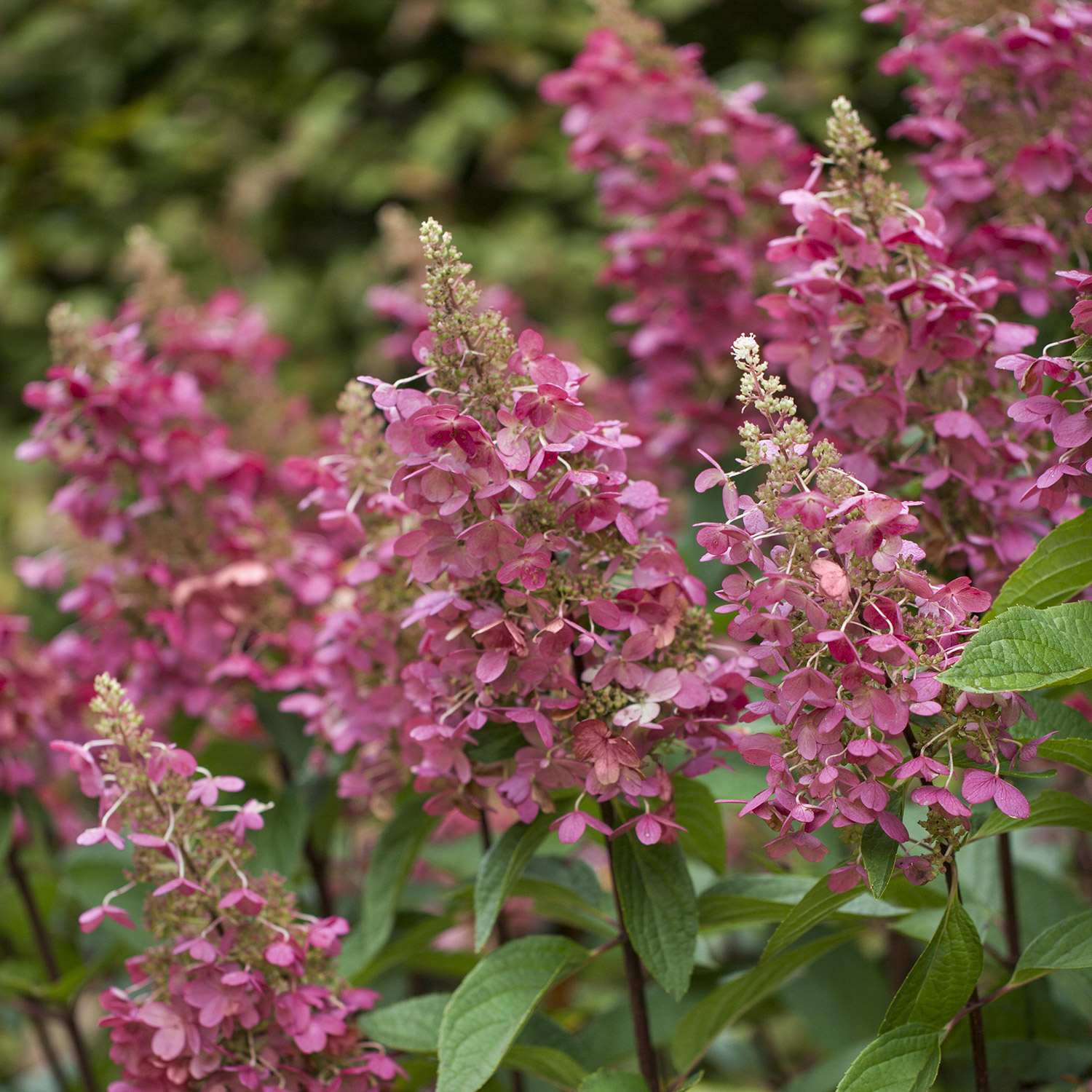 Rispenhortensie 'Pinky Winky®' Rispenhortensie 'Pinky Winky®'