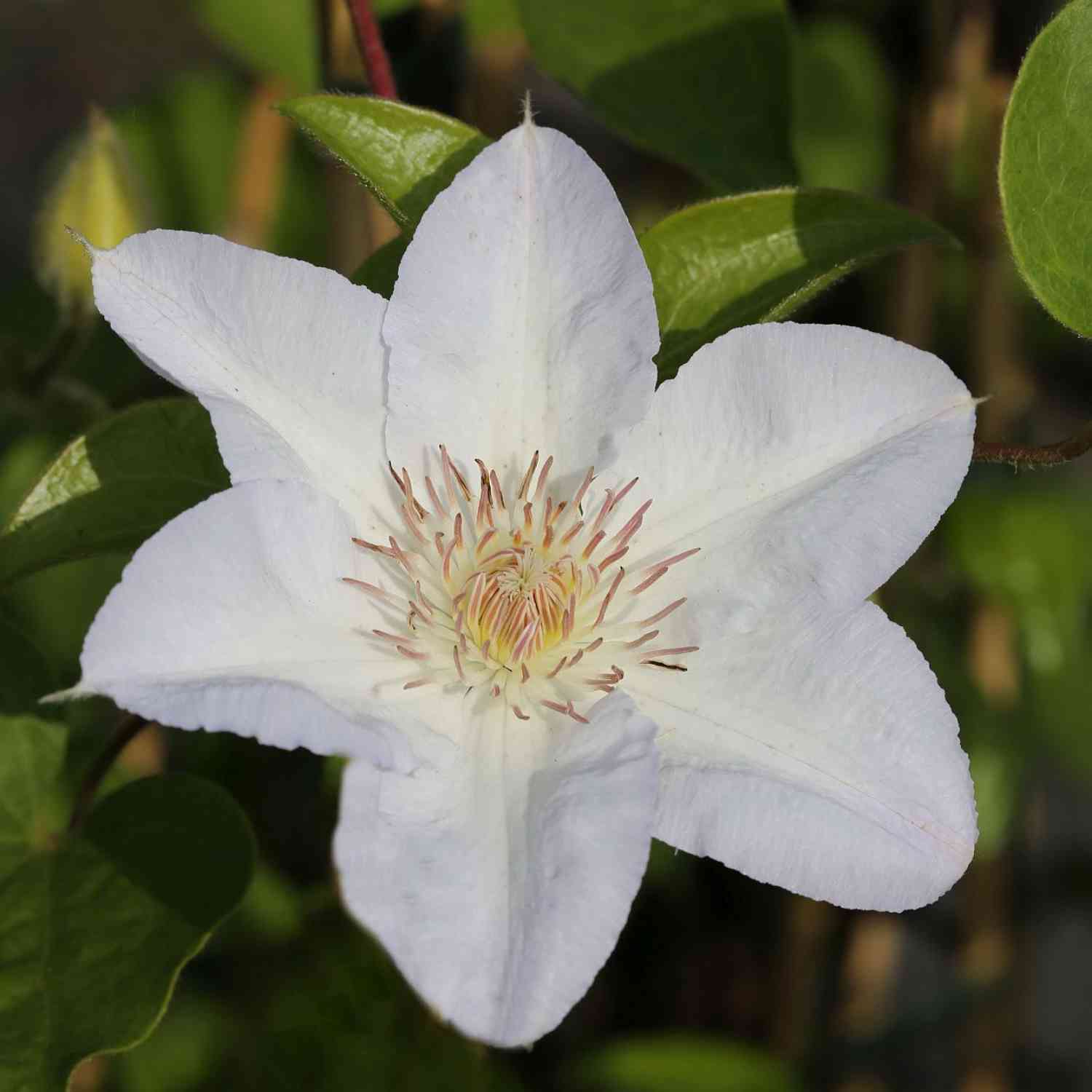 Clematis 'Madame Le Coultre'