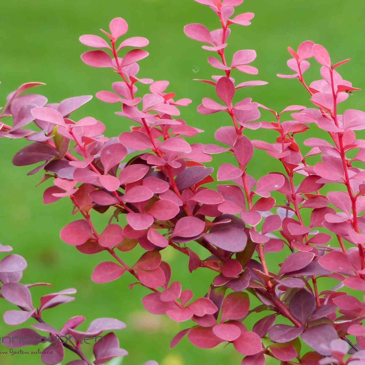 Blutberberitze 'Atropurpurea'