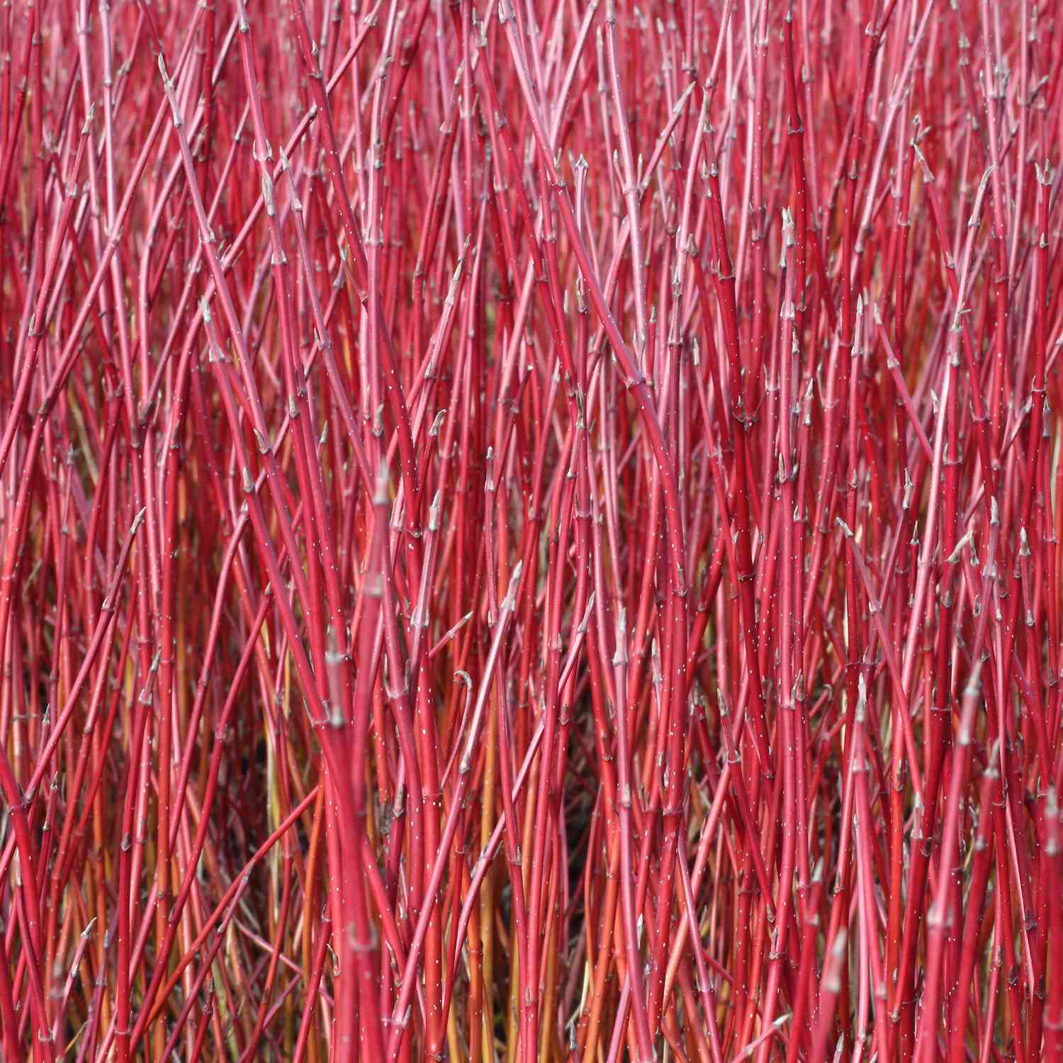 Weißbunter Hartriegel 'Elegantissima' Weißbunter Hartriegel 'Elegantissima'
