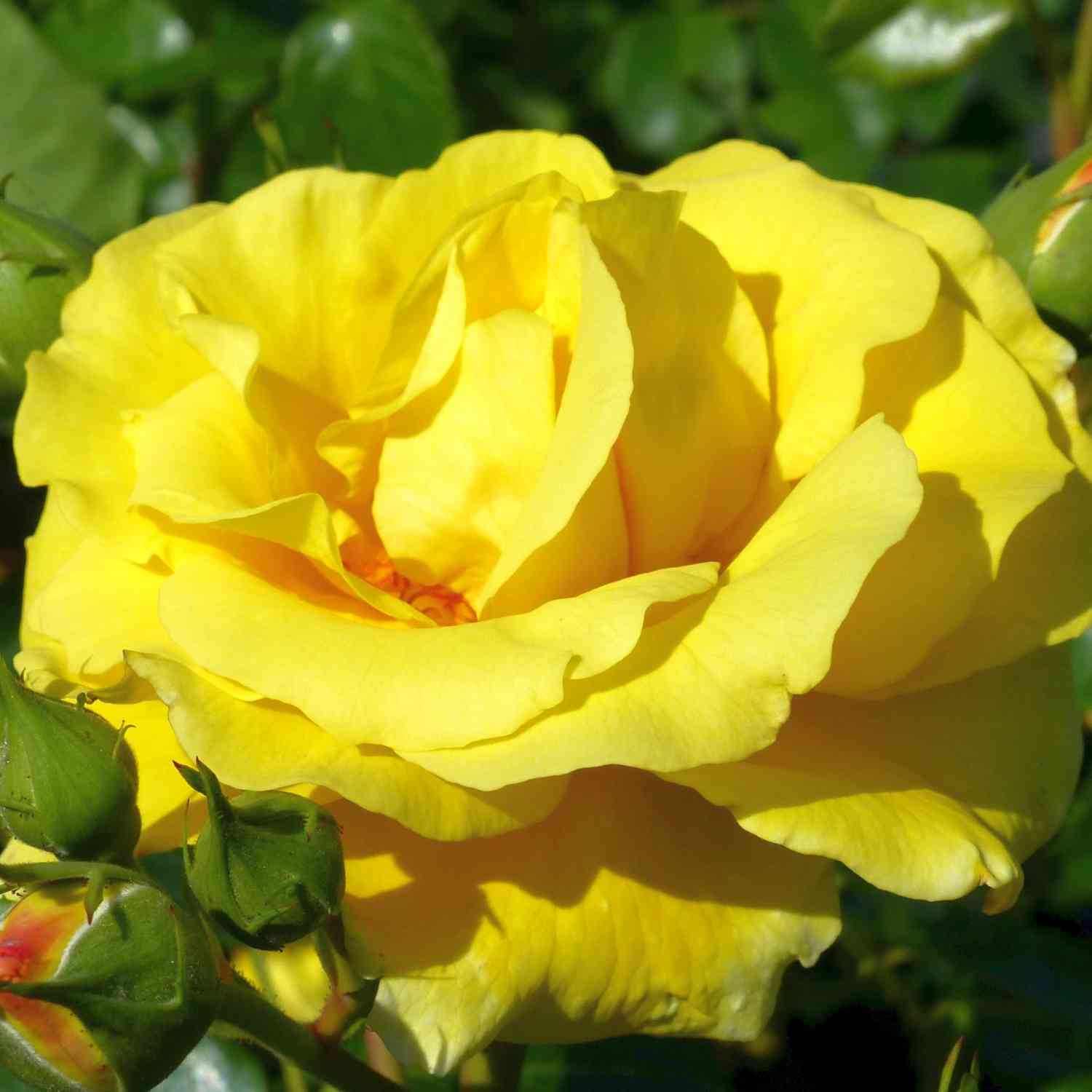 Strauchrose 'Lichtkönigin Lucia®' Strauchrose 'Lichtkönigin Lucia®'
