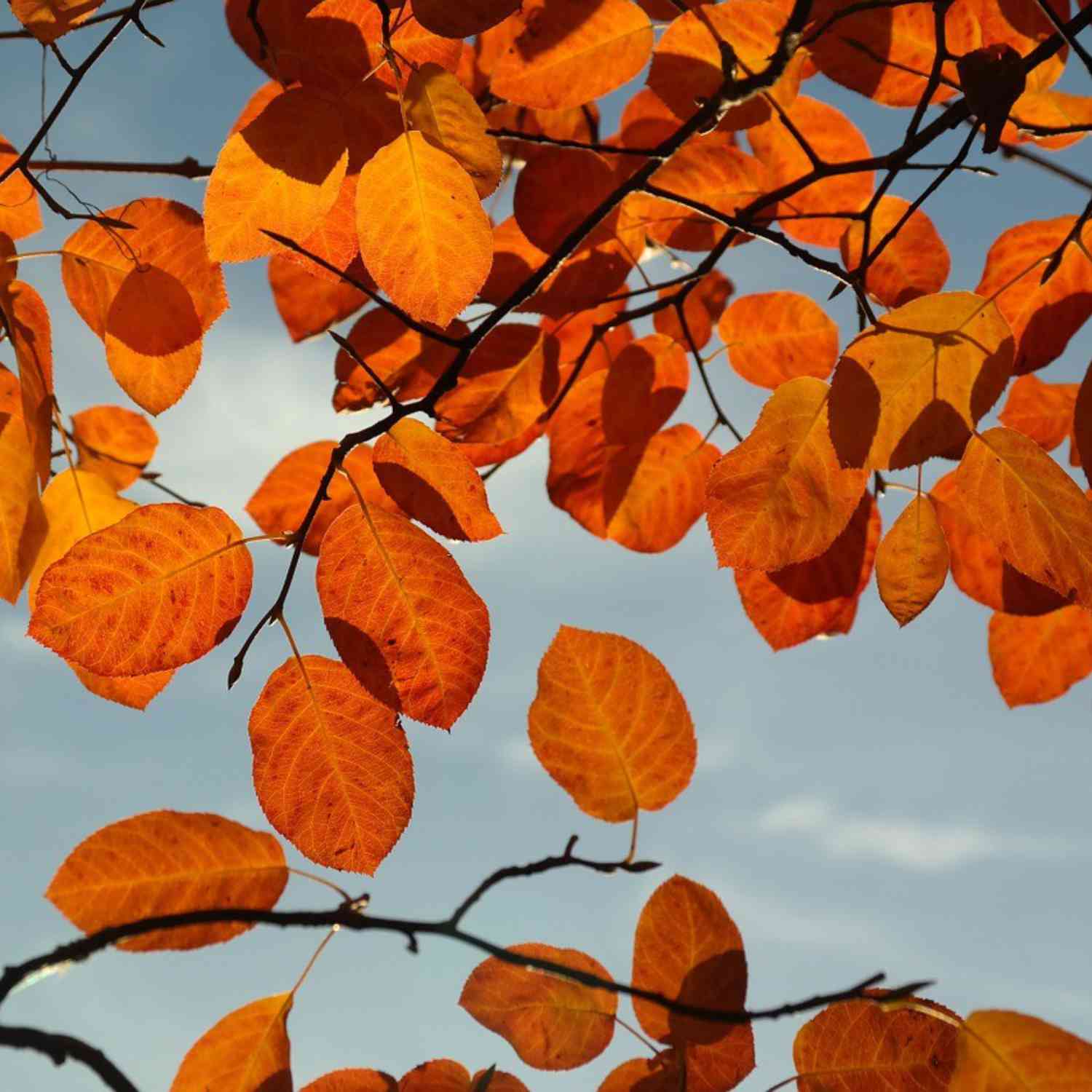 Kupfer-Felsenbirne Kupfer-Felsenbirne