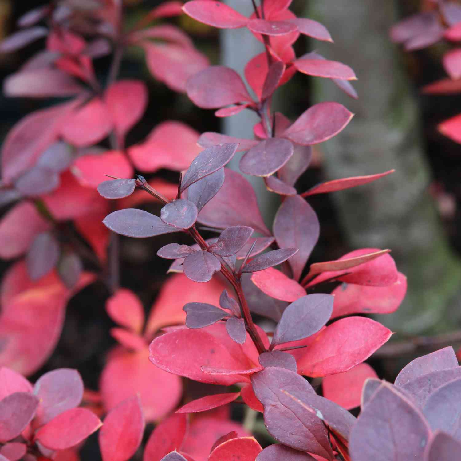 Blutberberitze 'Atropurpurea'