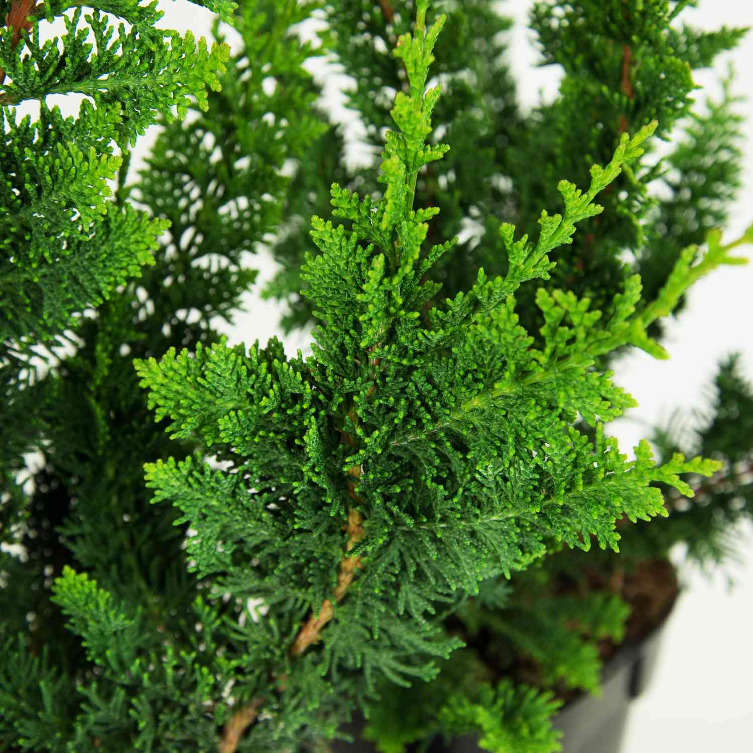 Muschelzypresse 'Teddy Bear' Muschelzypresse 'Teddy Bear'