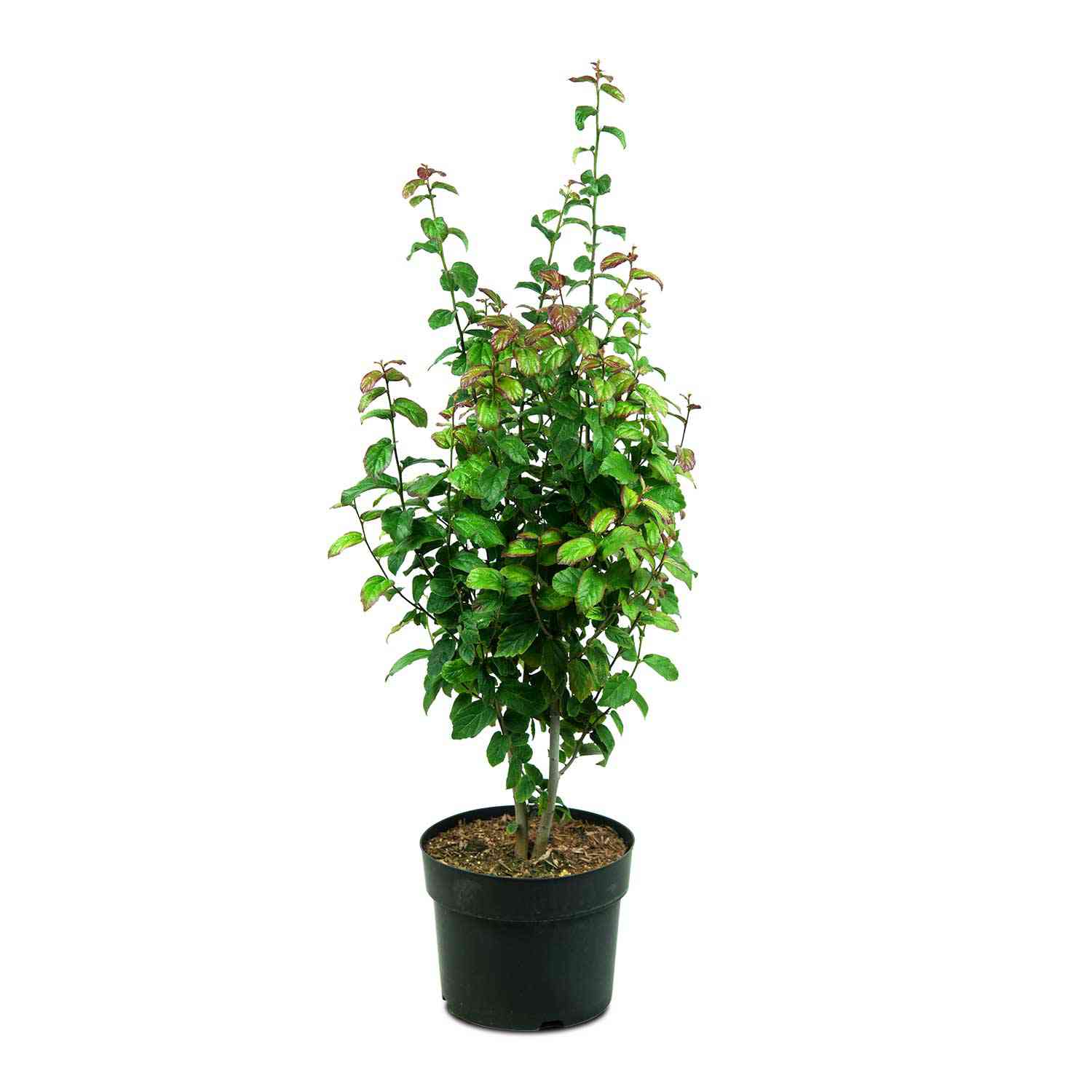Eisenholzbaum 'Persian Spire'
