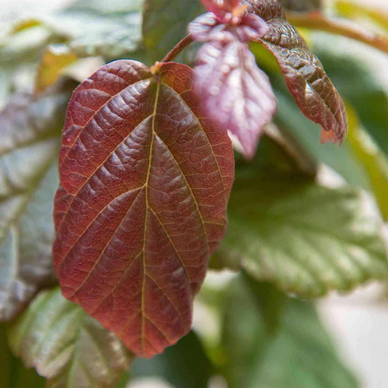 Eisenholzbaum 'Vanessa'