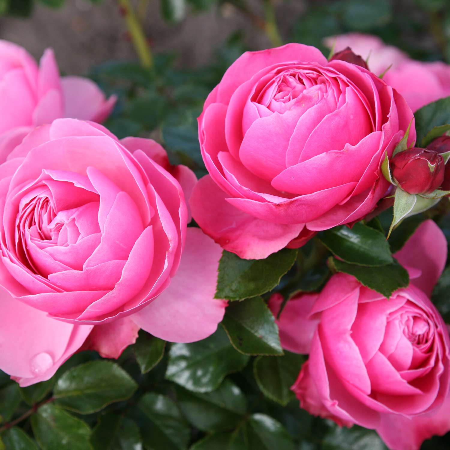 Nostalgische Strauchrose 'Sansibar' 6 Liter Container Lieferform: Im 6 Liter Topf