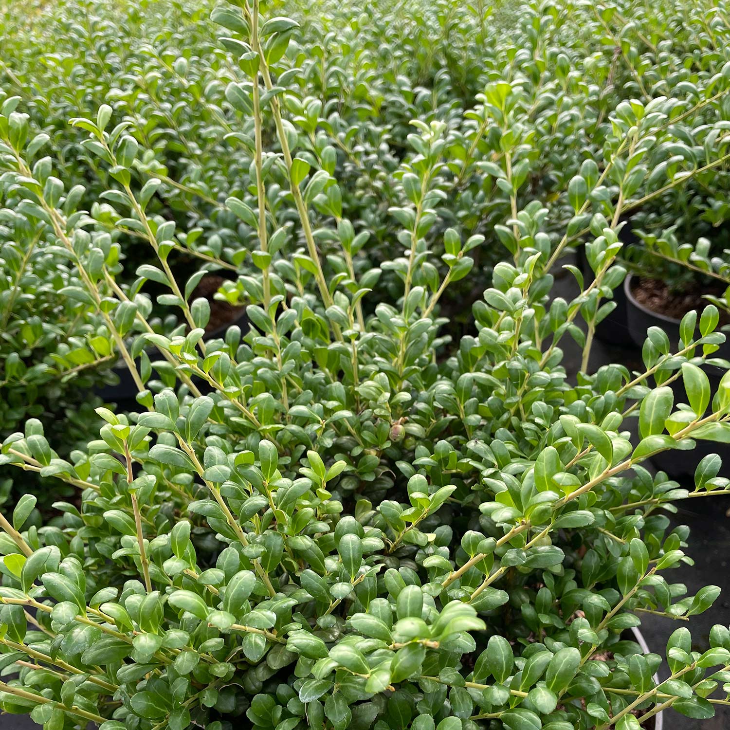 Japanischer Ilex 'Convexa' - Löffel-Ilex C 3, 30 - 40 cm Liefergröße: 30 - 40 cm