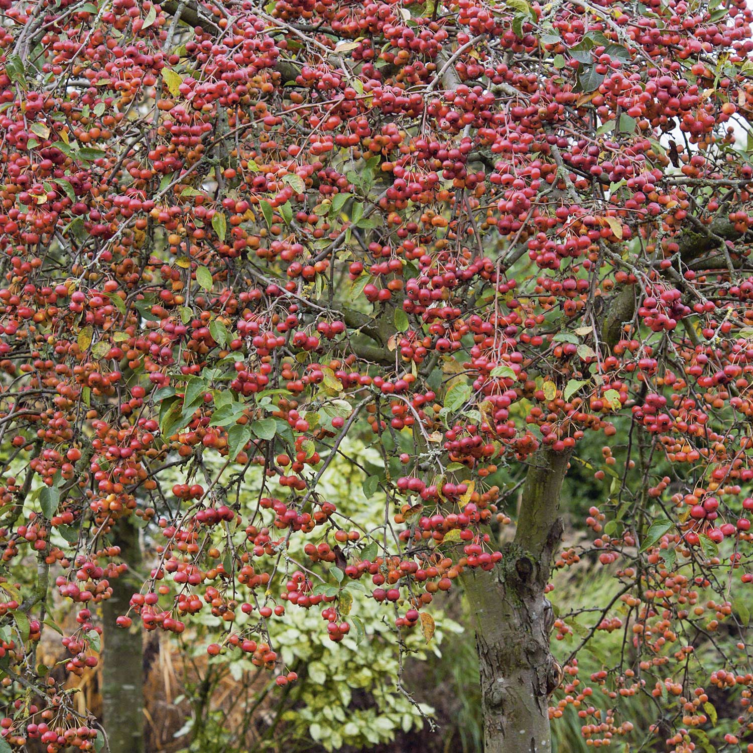 Zierapfel 'Red Sentinel' 3 Liter Container, 40-60 cm Liefergröße: 40-60 cm