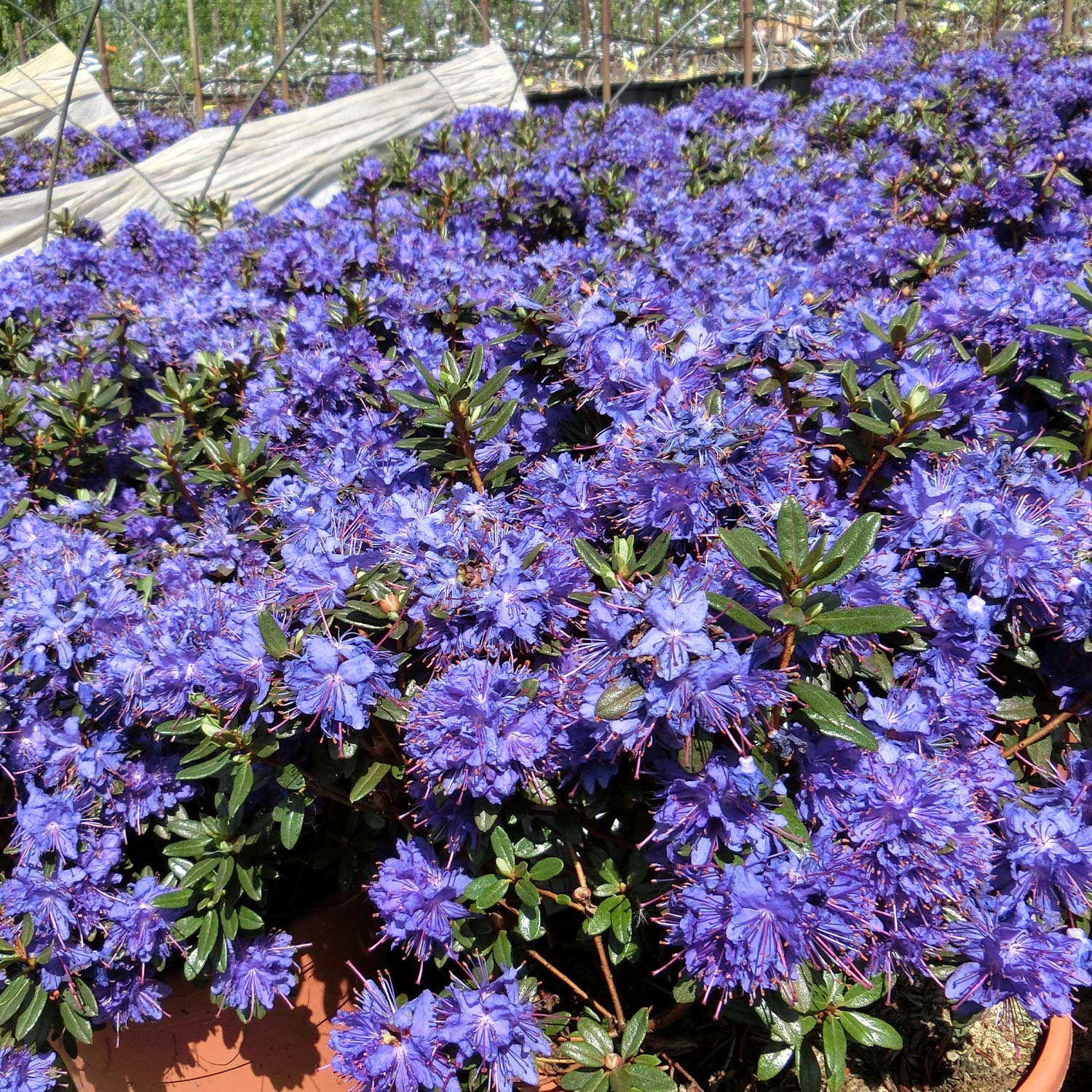 Rhododendron 'Azurika'