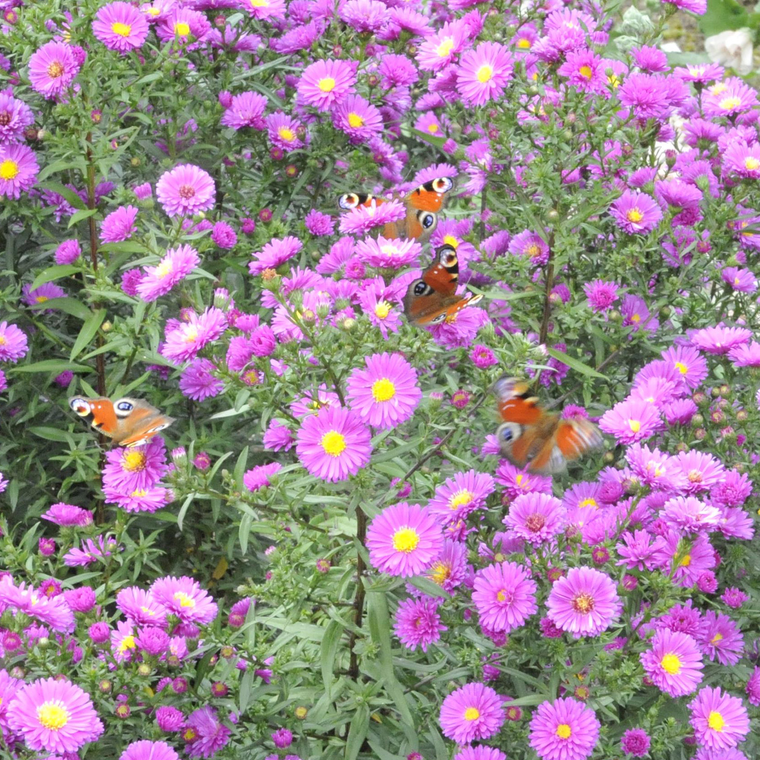 Raublatt-Aster 'Purple Dome' Lieferform: Im 9 cm Topf