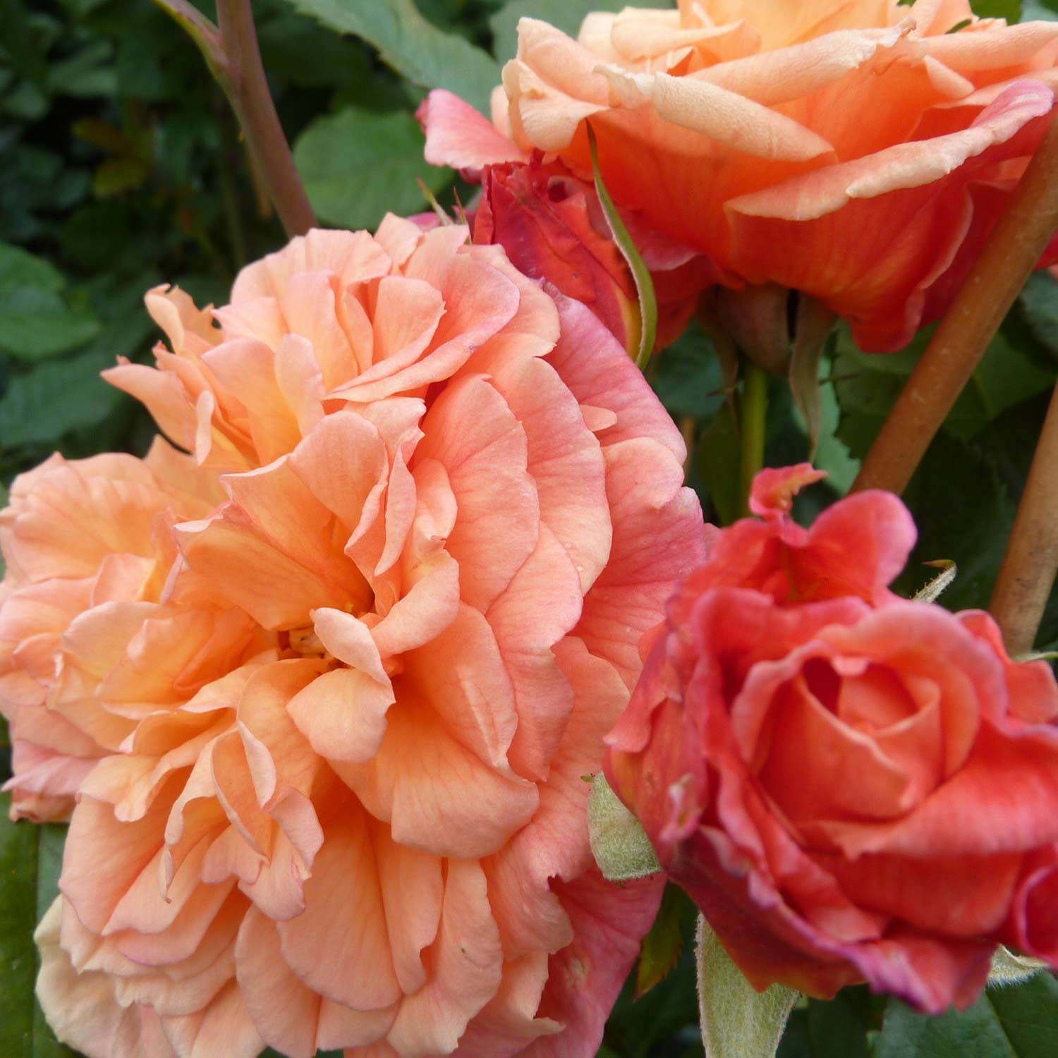 Kletterrose 'Aloha®', Wurzelnackte Pflanze, 2 - 3 Triebe Liefergröße: mind. 3 starke Triebe
